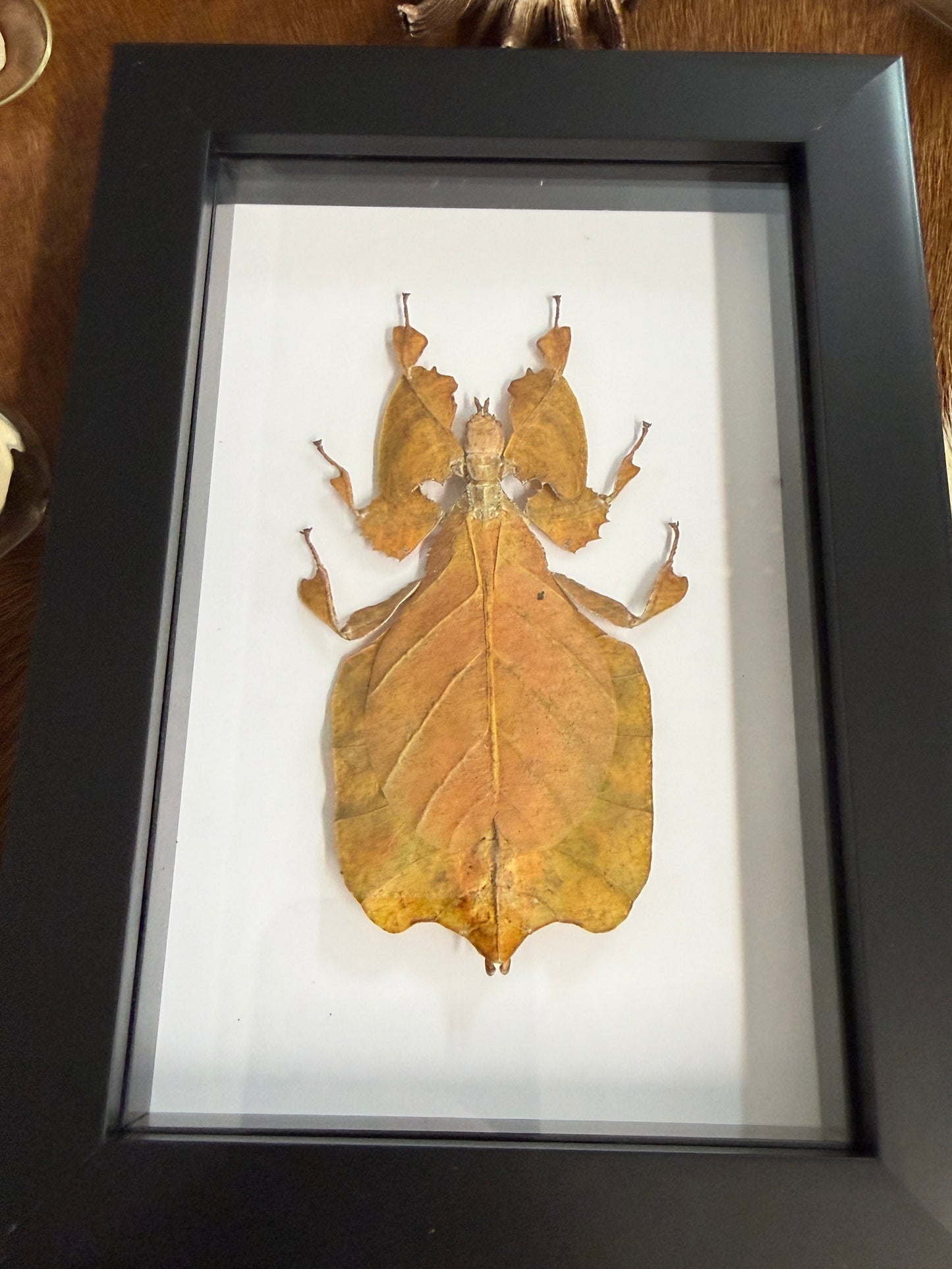 Phyllium pulchrifolium Leaf Insect Frame - Orange Female RARE