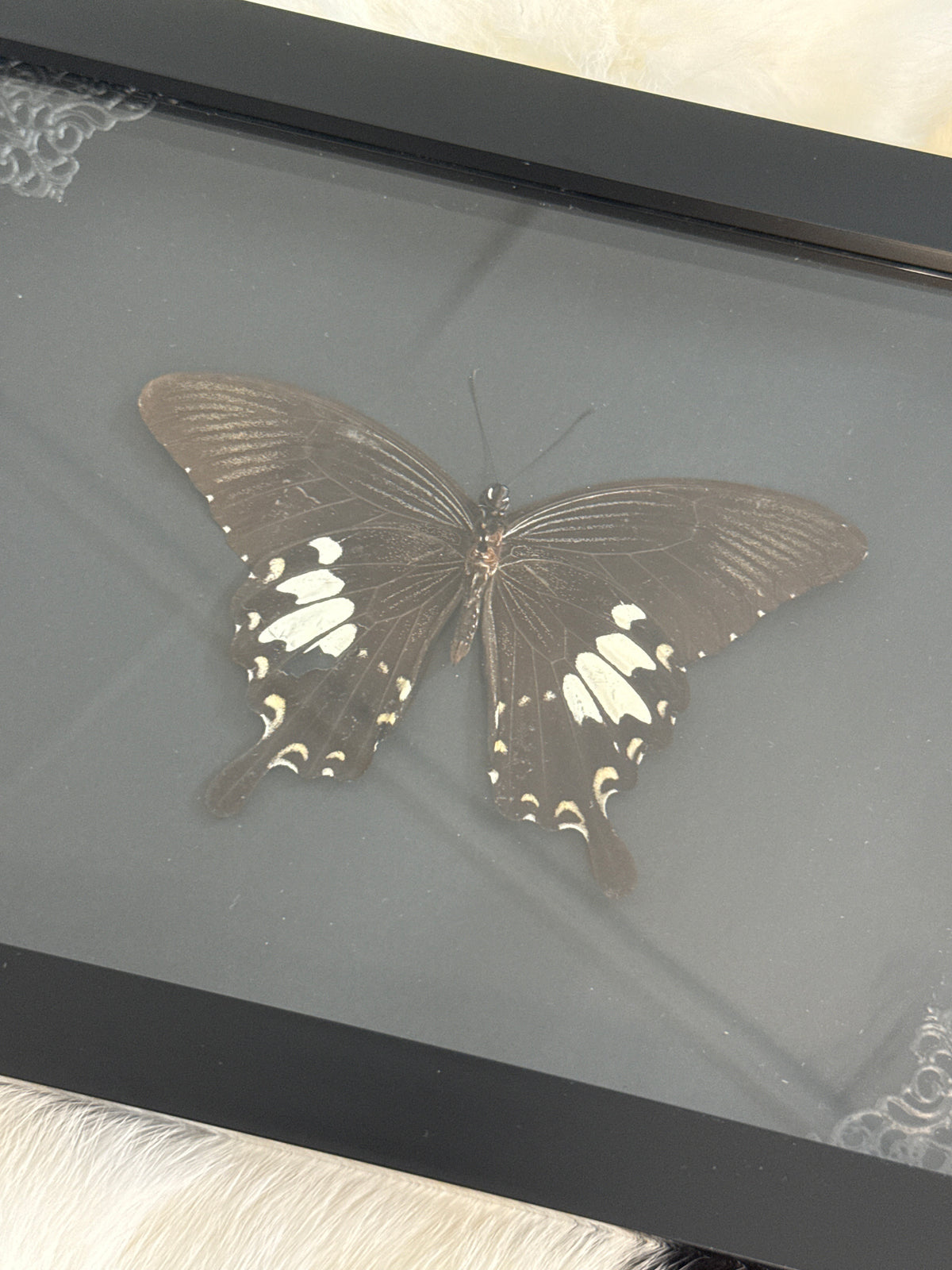 Helen Swallowtail Butterfly in a Frame