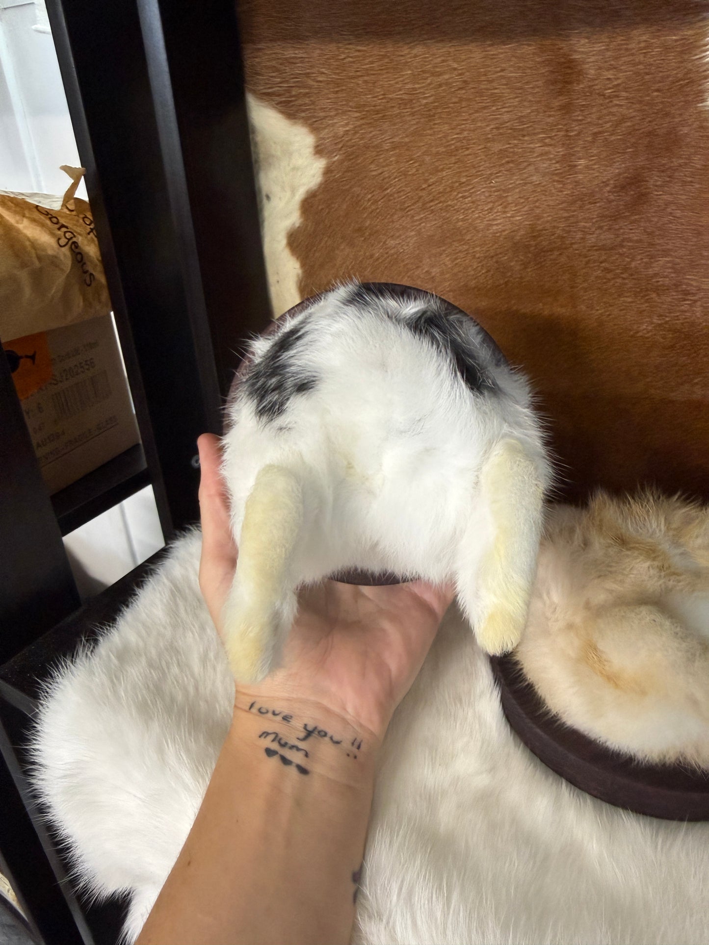 Taxidermy Bunny Butt Wall Mount - Pumpkin Cat Collectables