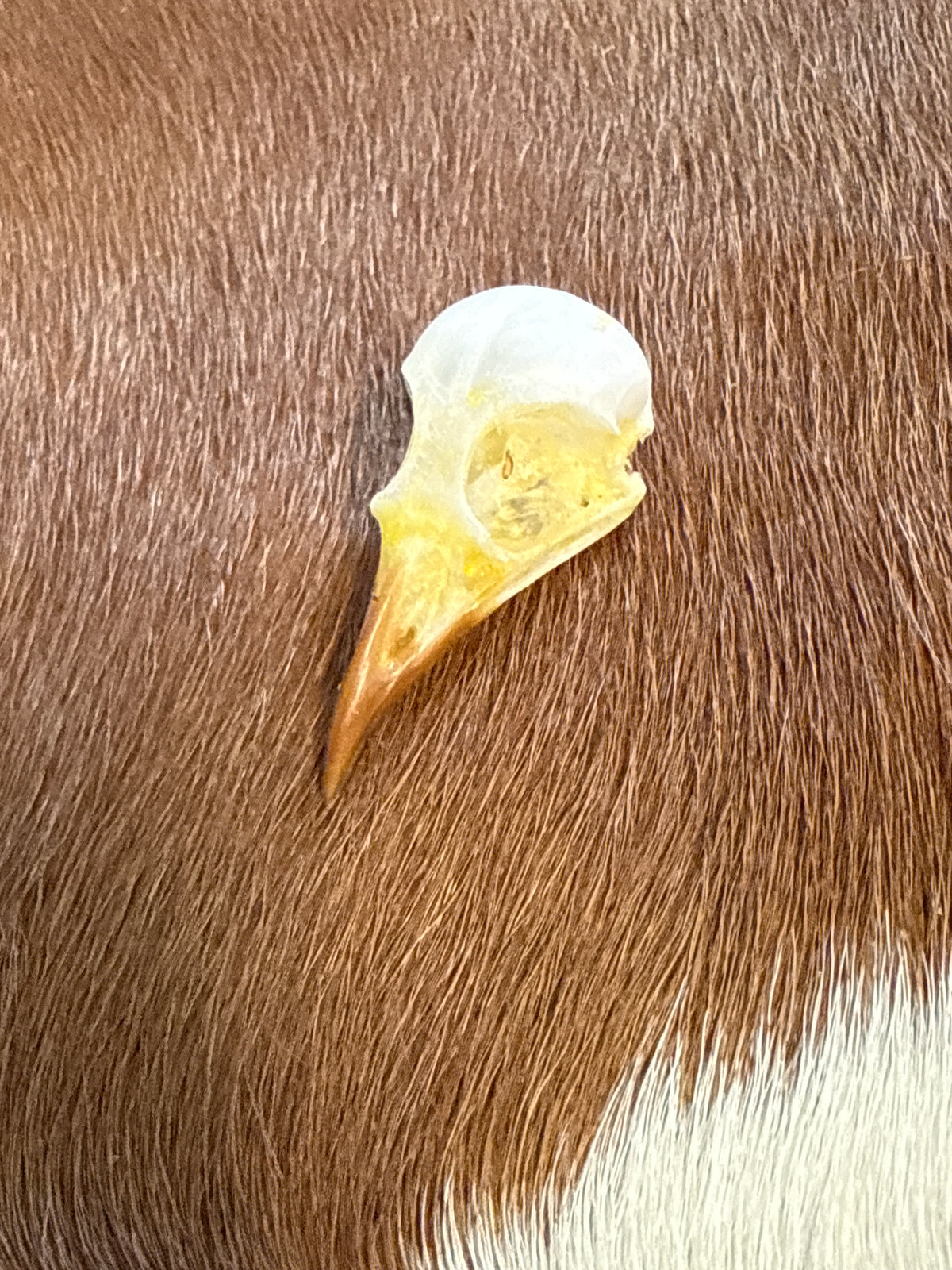 Sooty-headed Bulbul (Pycnonotus aurigaster) Bird Skull