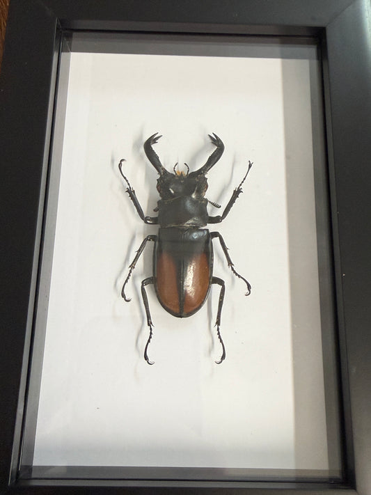 Hexarthrius parryi paradocus Beetle Frame