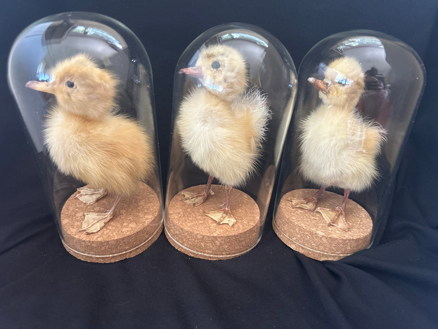 Yellow Fluffy Duckling Dome - Pumpkin Cat Collectables