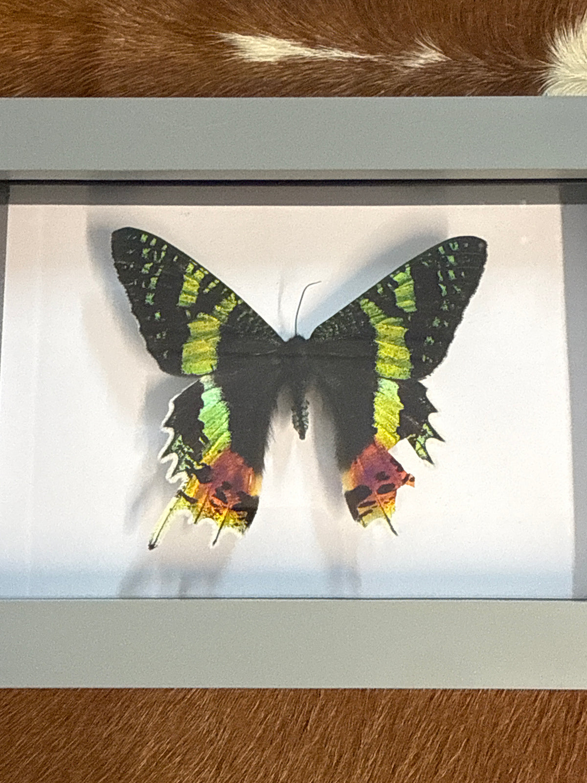 Madagascan Sunset Moth Frame - A2