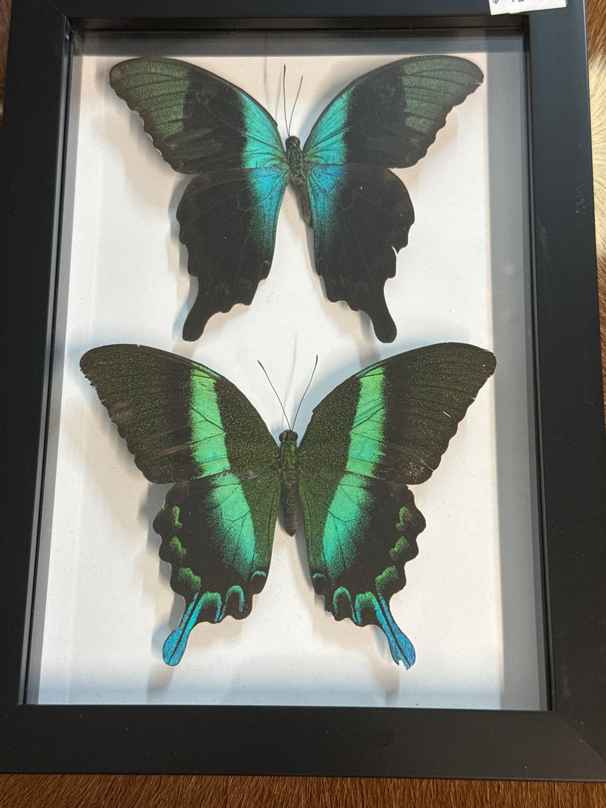 Papilio peranthus & Blumei Butterfly Duo Frame (2)