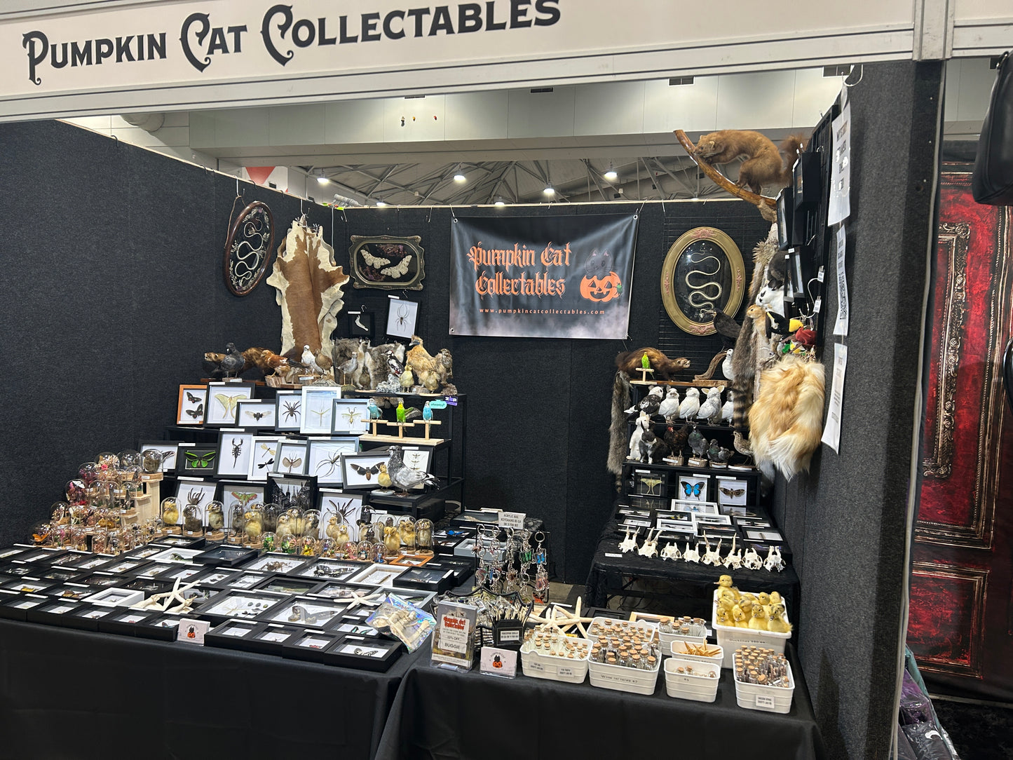 Oddity Mystery Box - Pumpkin Cat Collectables