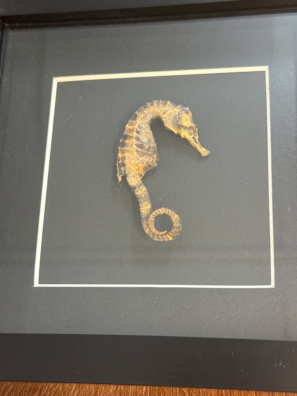 Preserved Seahorse in a Frame