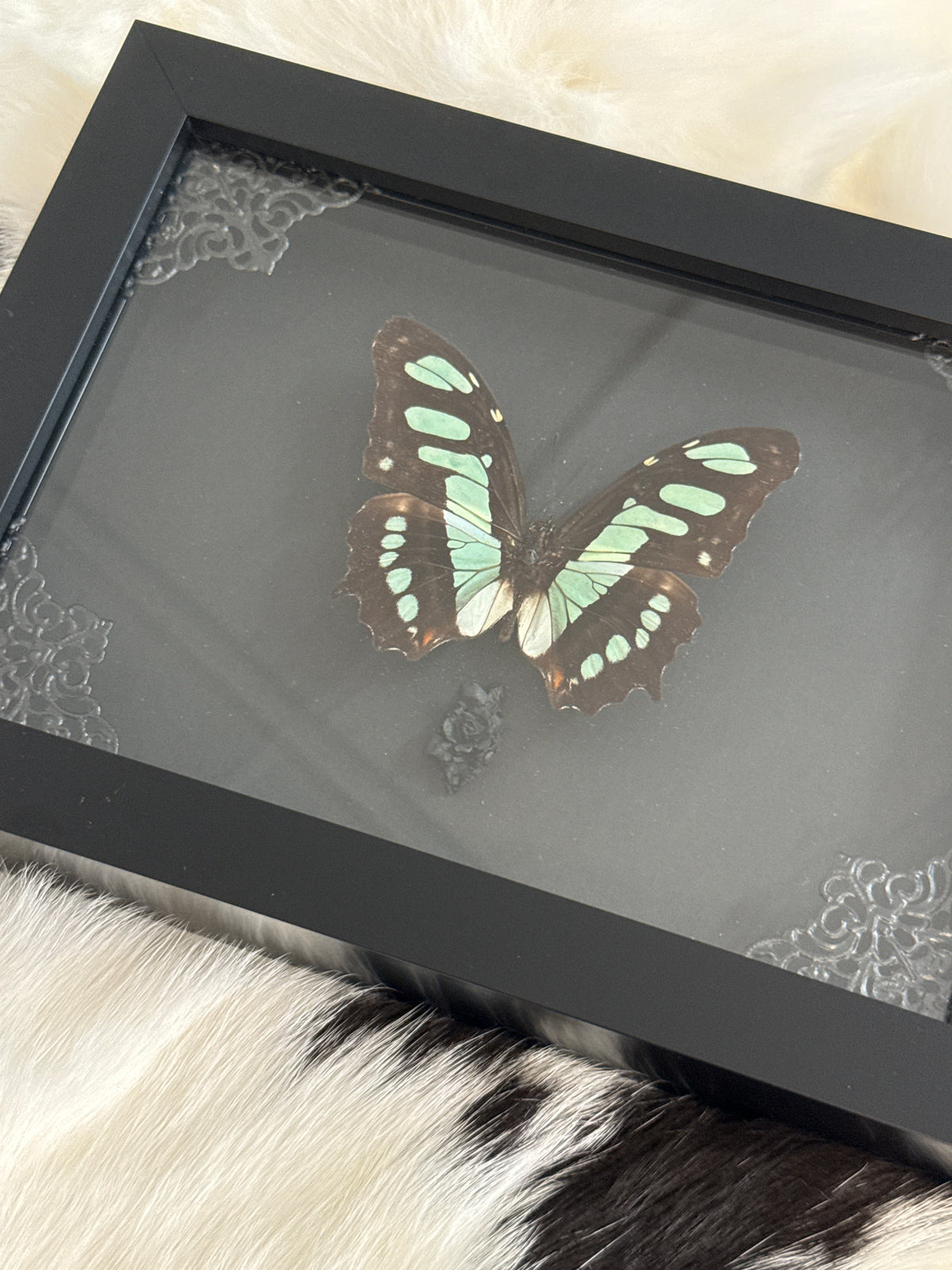 Siproeta Stelenes Butterfly in a Frame