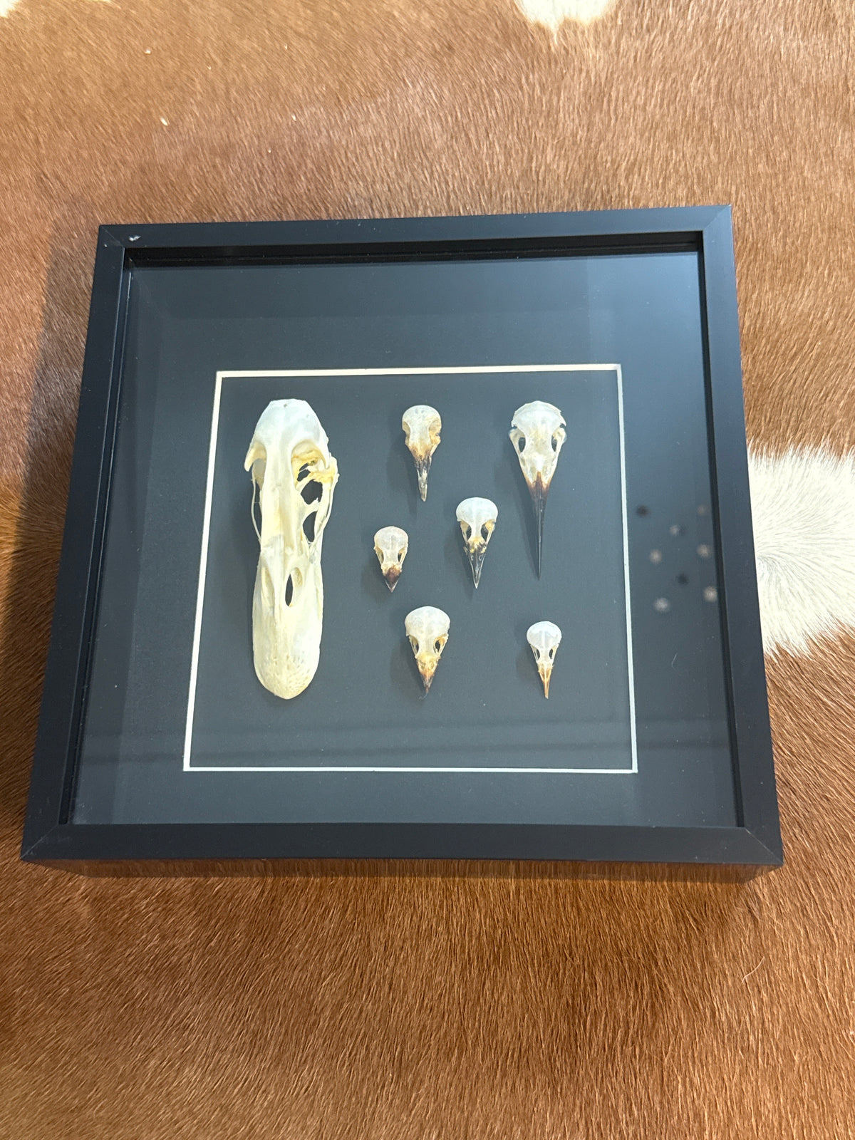 Bird Skulls in a Frame