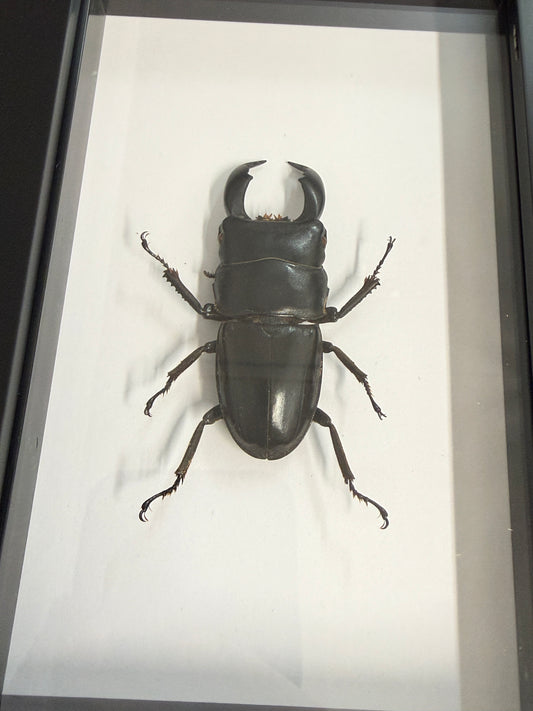Dorcus titanus yasuokai Beetle Frame