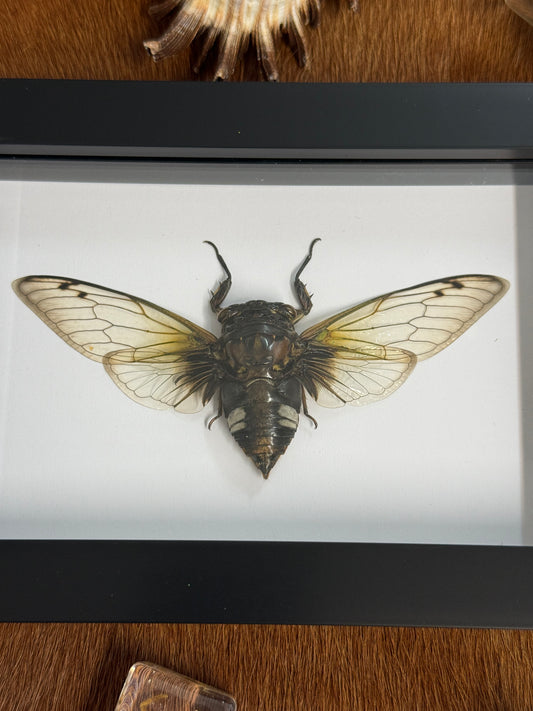 Black Clearwing Cicada - Cryptotympana acuta Frame