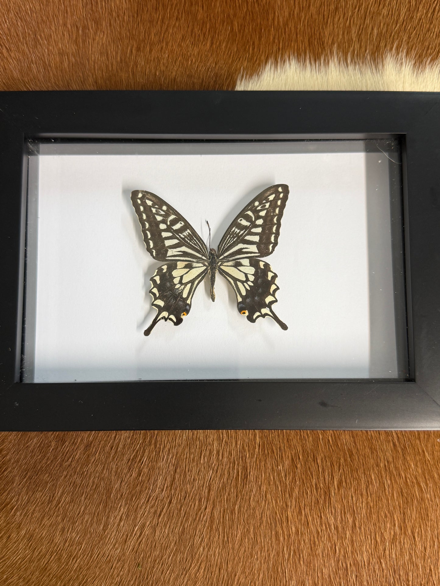 Swallowtail Butterfly frame - Pumpkin Cat Collectables
