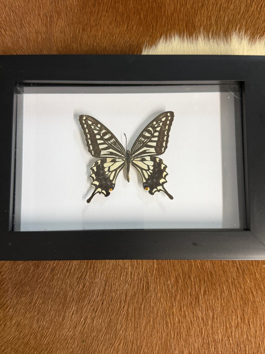Swallowtail Butterfly frame - Pumpkin Cat Collectables
