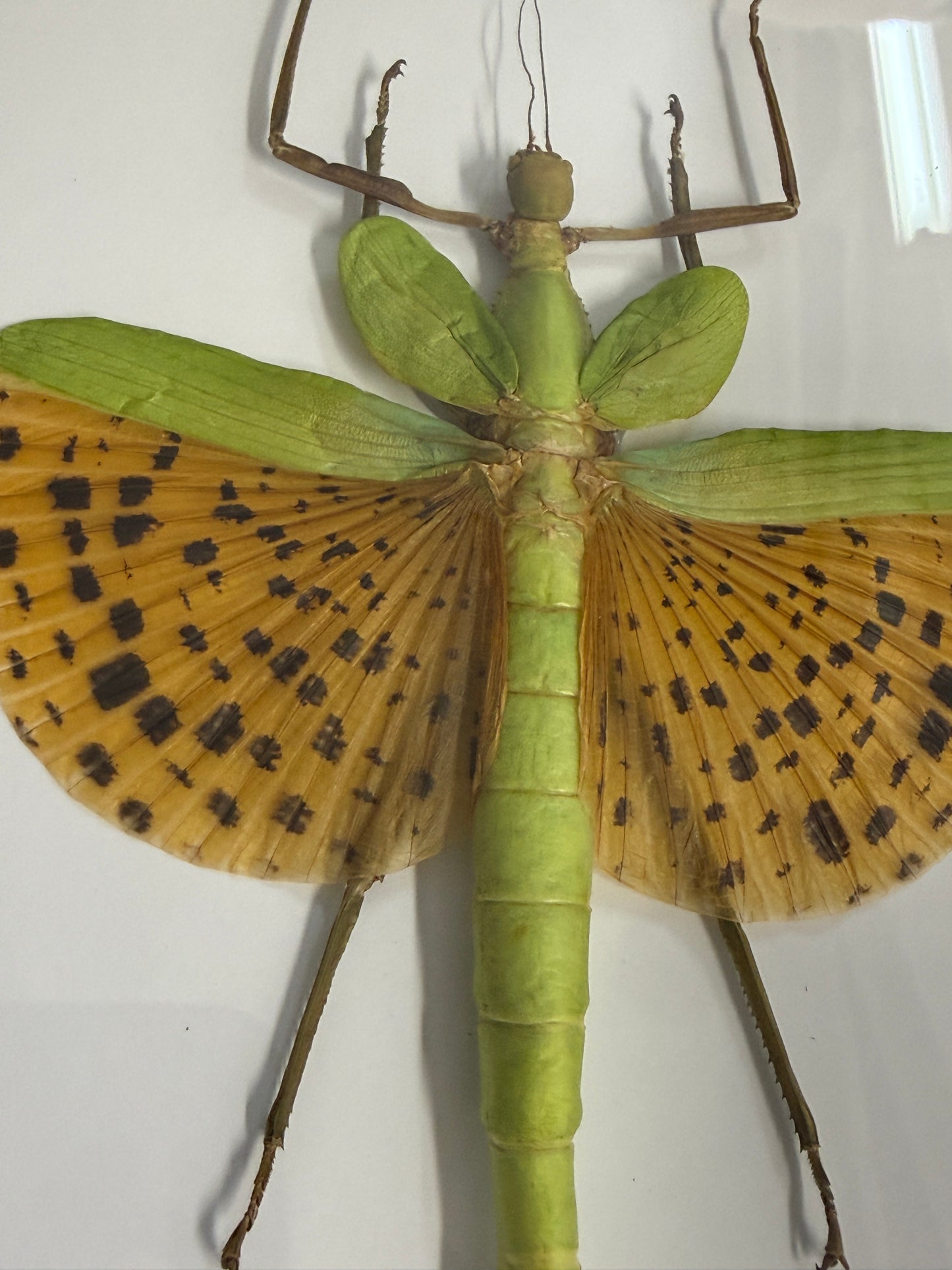 Leopard Stick Insect - Paracyphocrania major in a frame
