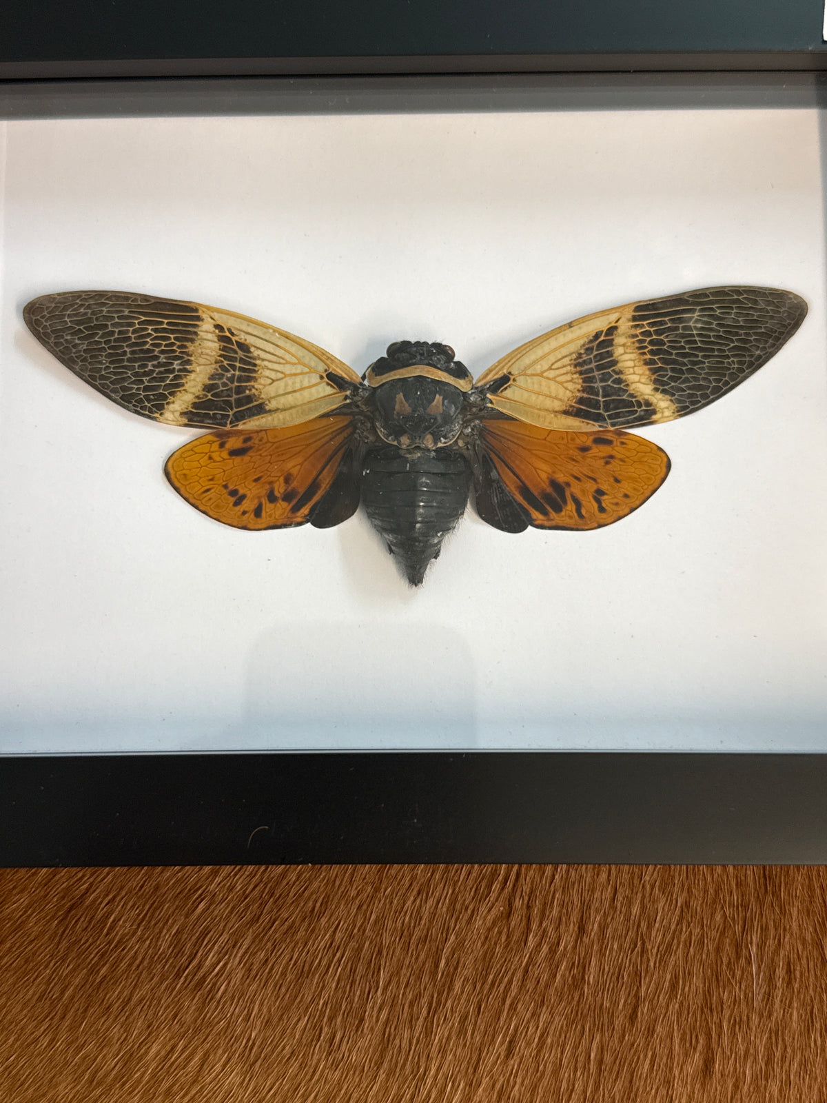 Angamiana floridula Cicada in a Frame