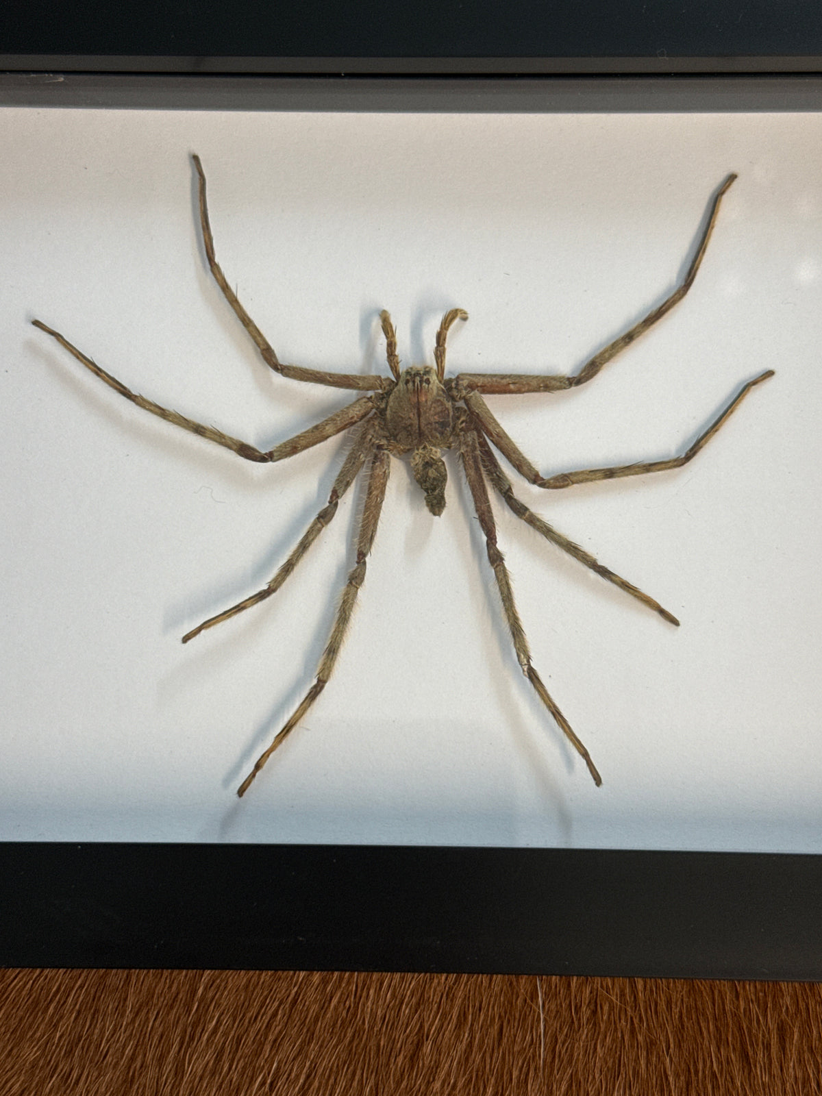 Huntsman Spider in a Frame