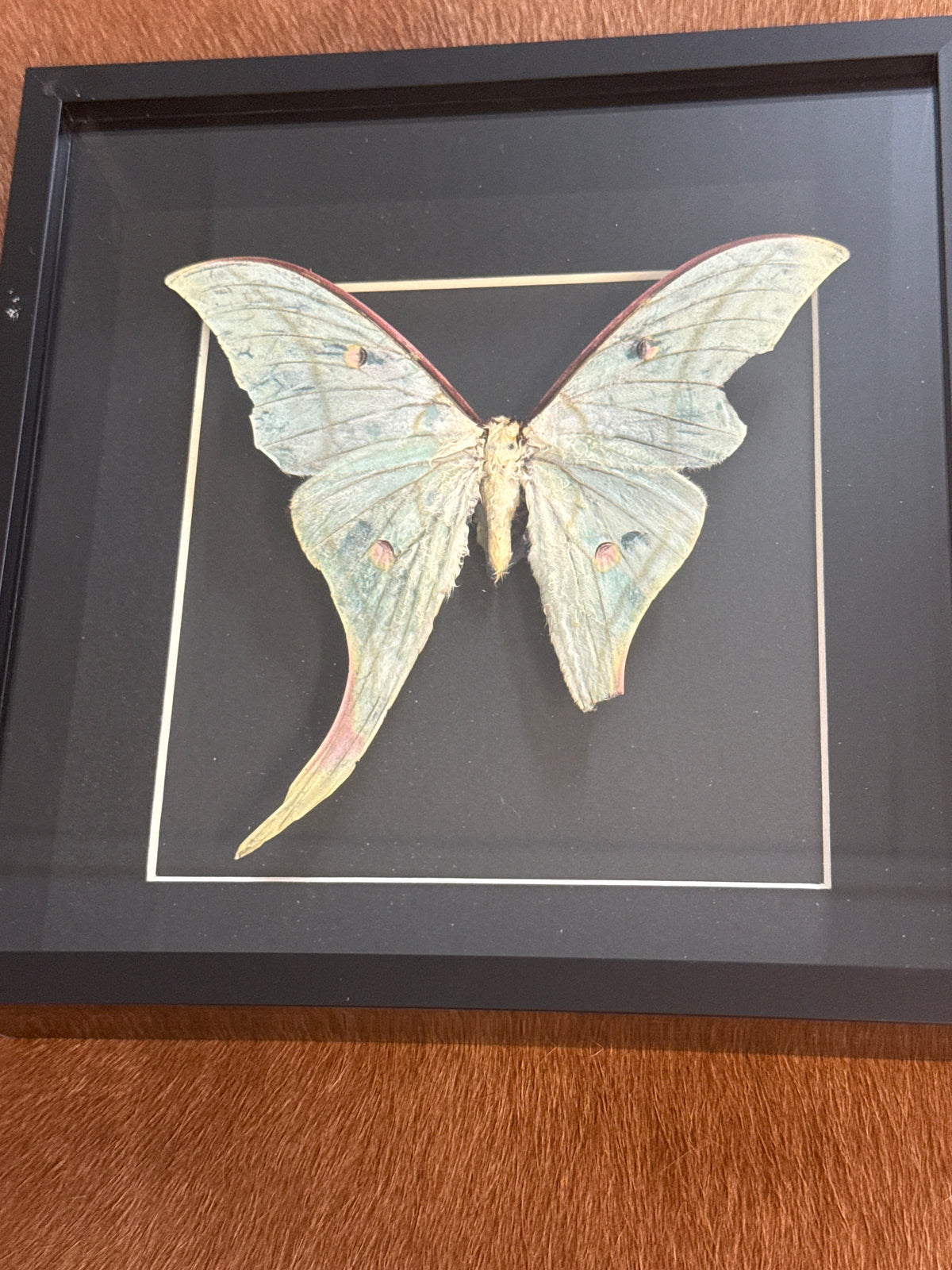 Luna Moth in a Frame