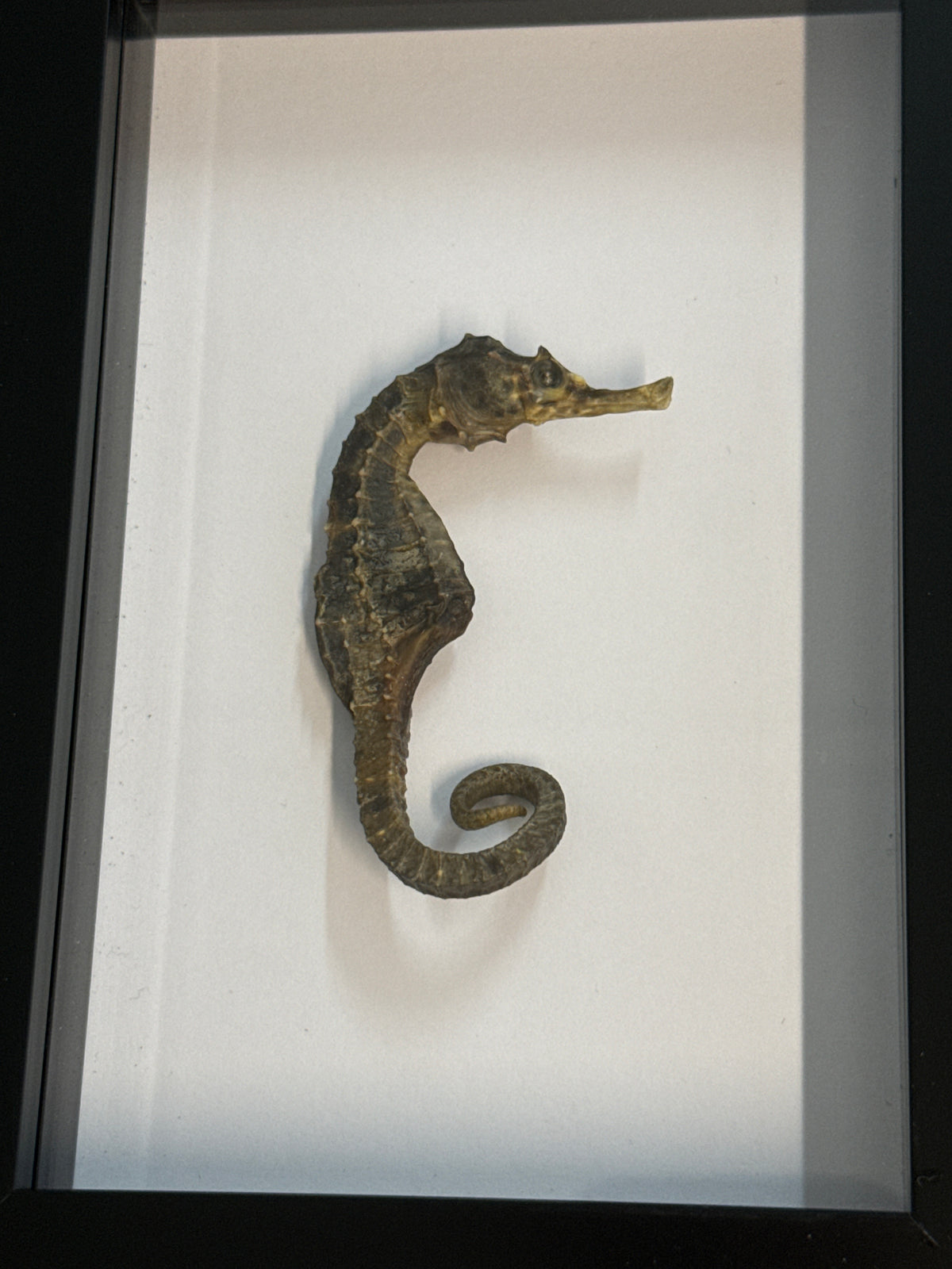 Preserved Seahorse in a Frame