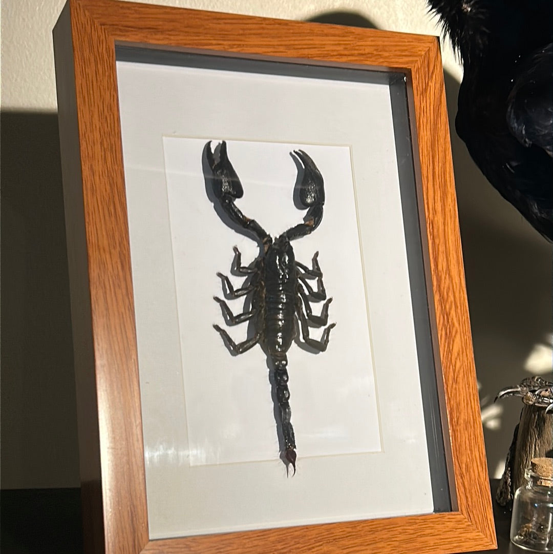 Heterometrus cyaneus Scorpion in a frame