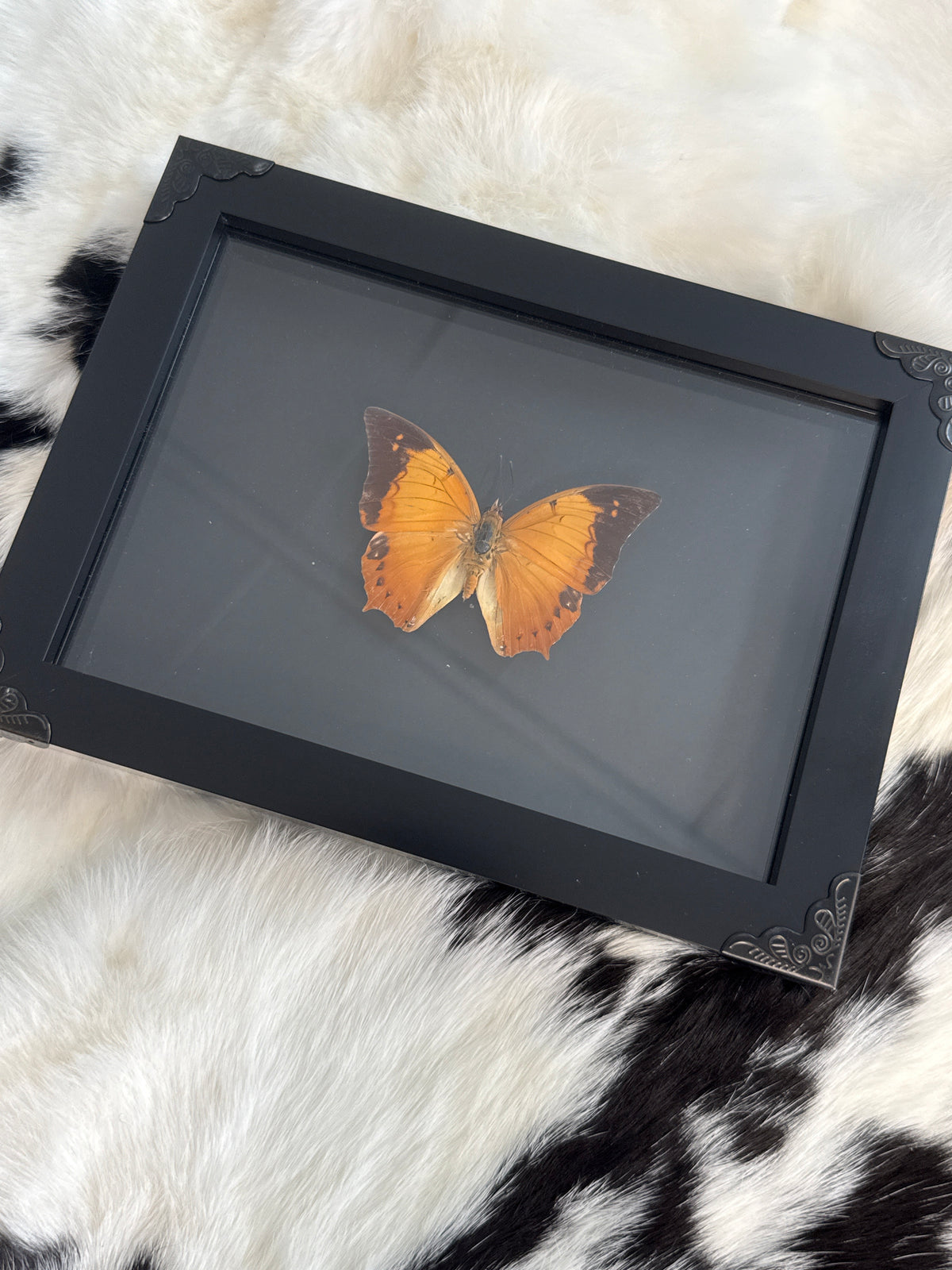 Autumn Leaf Butterfly in a Frame