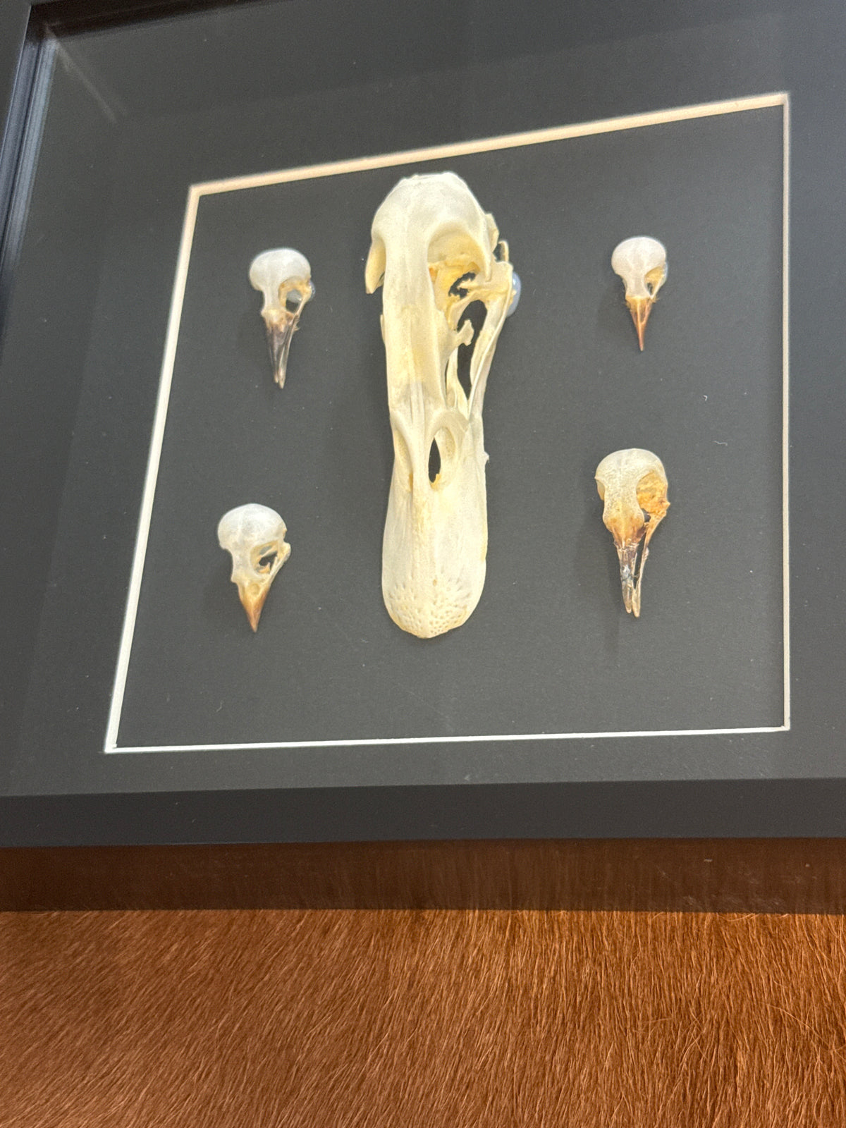 Bird Skulls in a Frame
