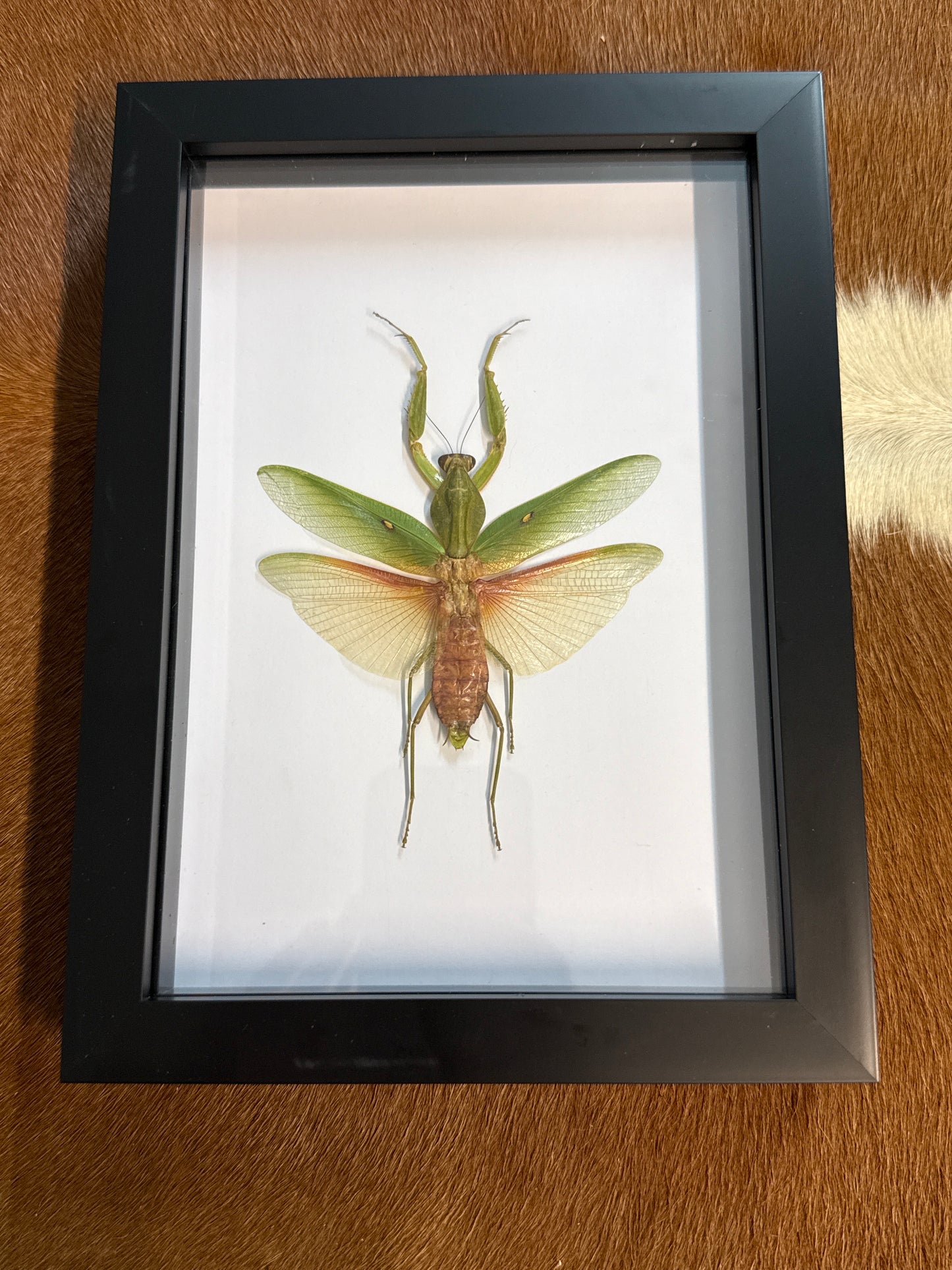 Rhombera javana Praying Mantis in a Frame