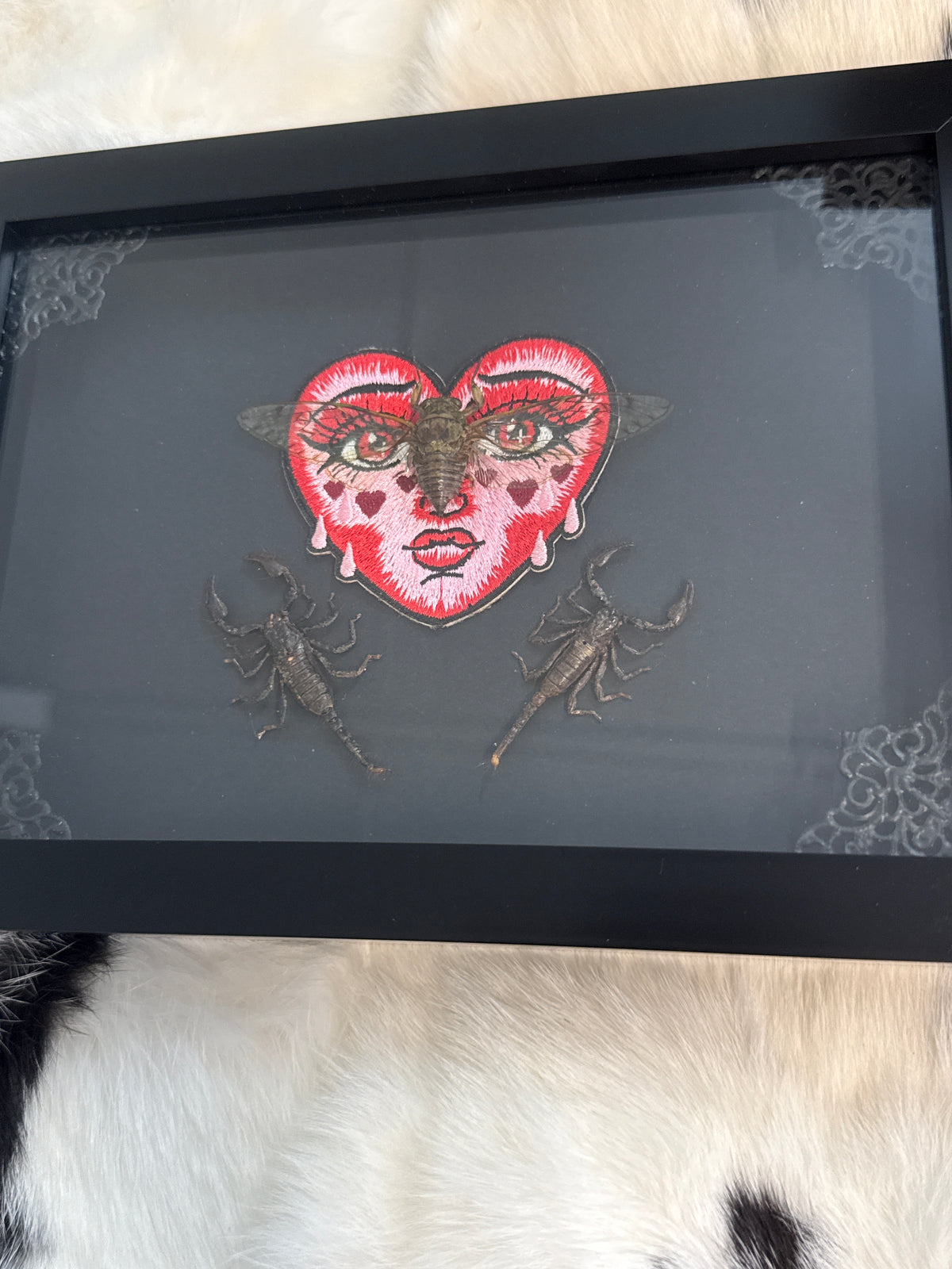 Pomponia Dolosa Cicada & Javan Scorpions in a Frame