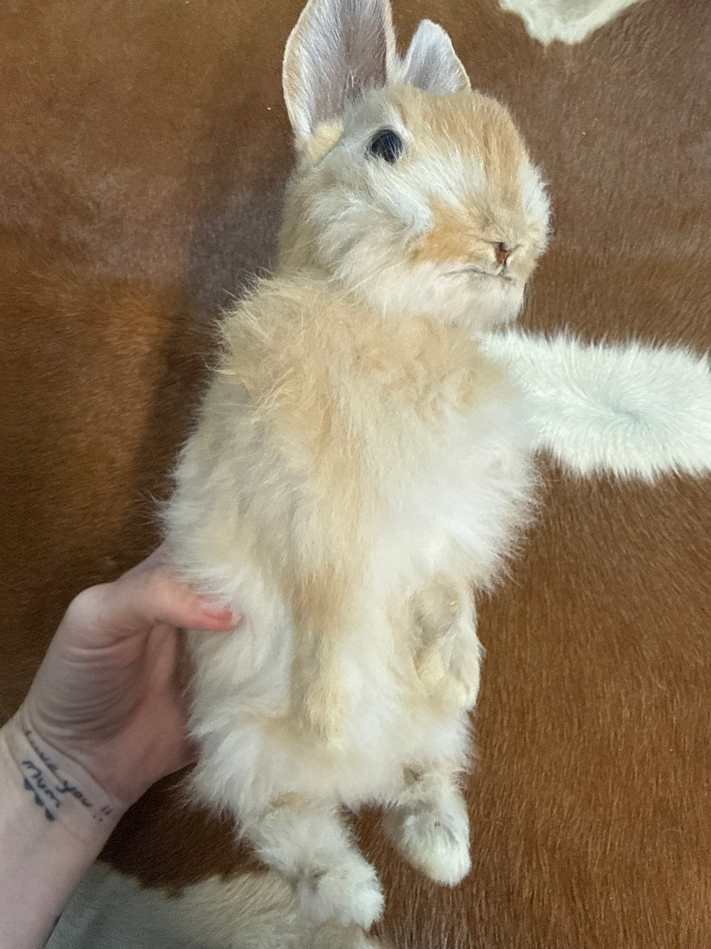 Taxidermy Bunny Mount 'Kali'