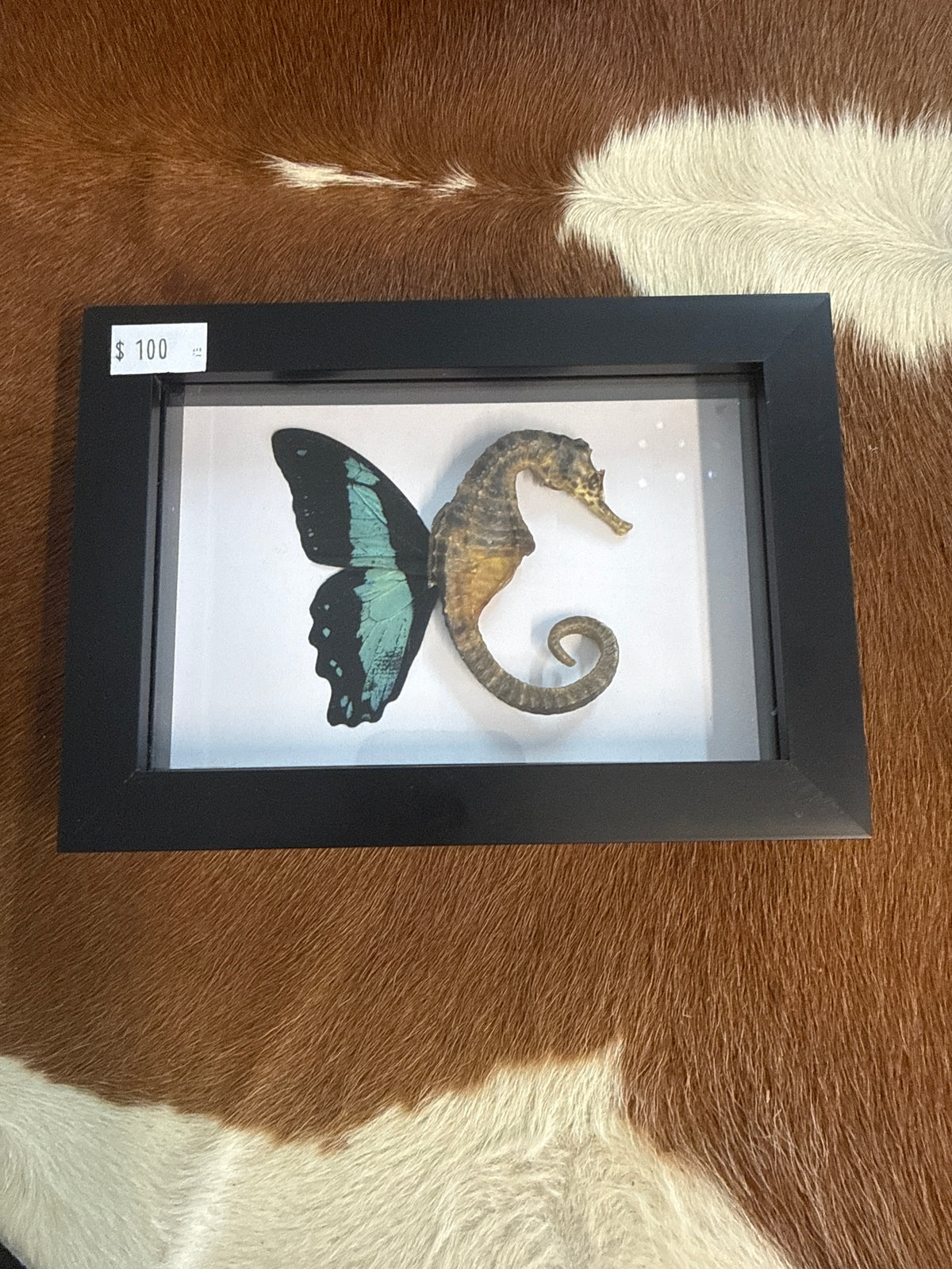 Sea ‘Fairy’ Frame