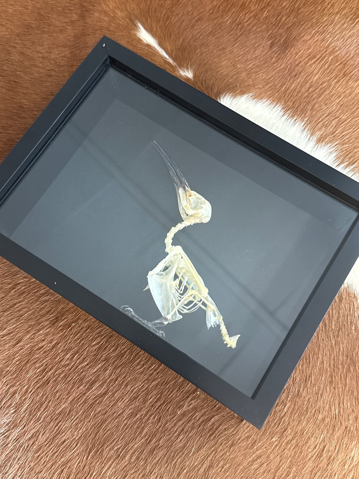 Blue Tailed Bee Eater (Merops philippinus javanicus) Bird Skeleton Frame