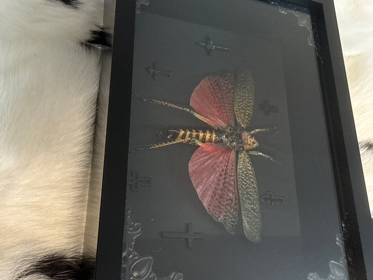 Phymateus Grasshopper in a Frame