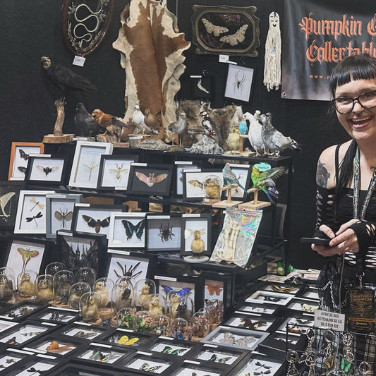 Oddity Mystery Box - Pumpkin Cat Collectables