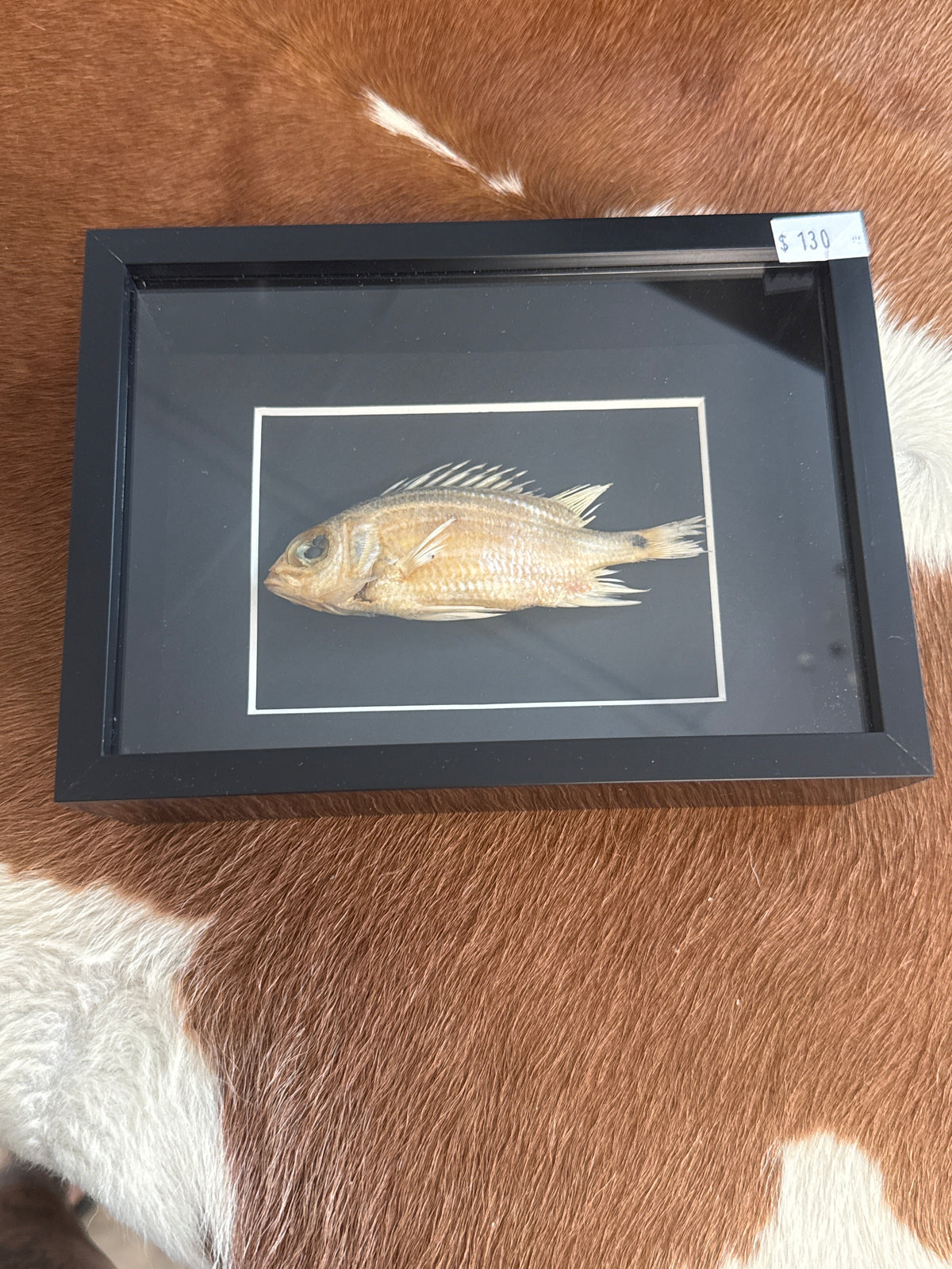 Squirrel Fish in a Frame