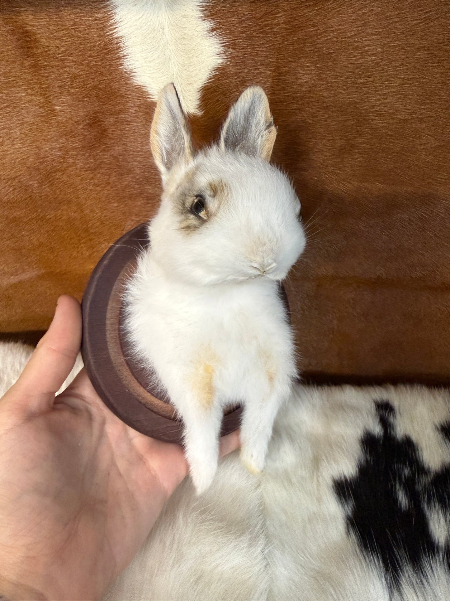 Bunny Bust Wall Mount 'Nibbler' - Pumpkin Cat Collectables