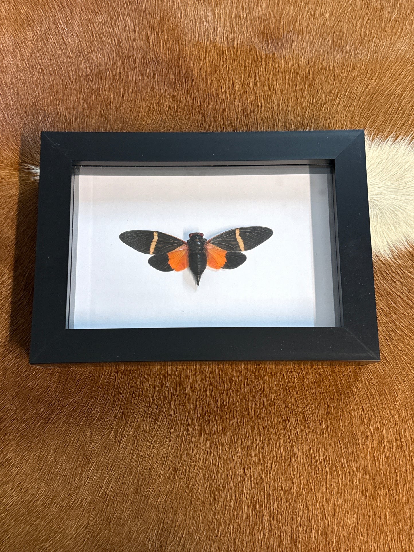 Tosena paviei Cicada in a Frame