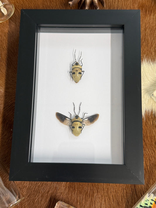 Death Head Bug - Eucorysses grandis Duo Frame