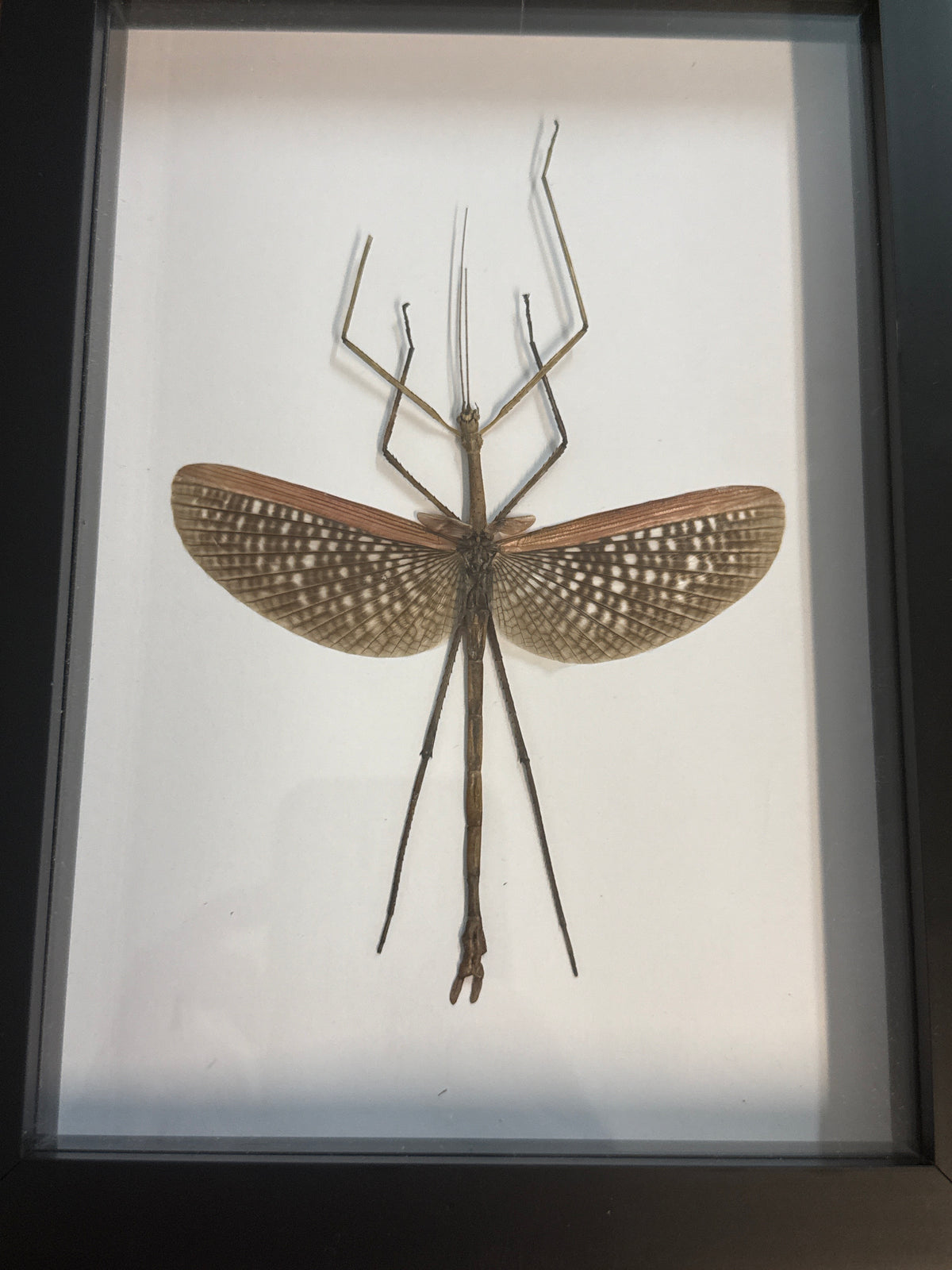 Anchiale buruense Stick Insect Frame - A2