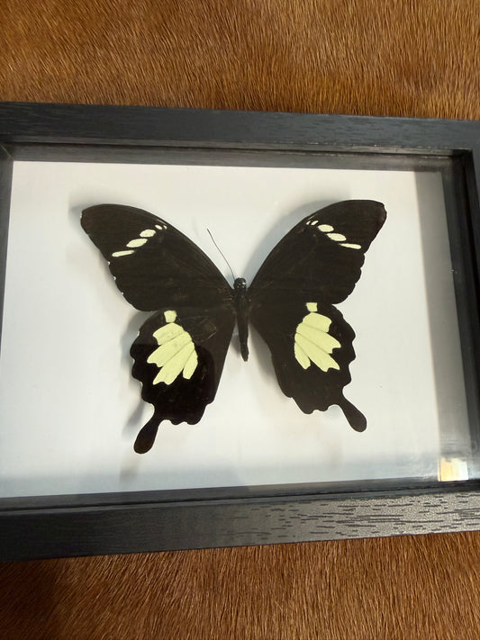 Papilio Butterfly frame - Pumpkin Cat Collectables
