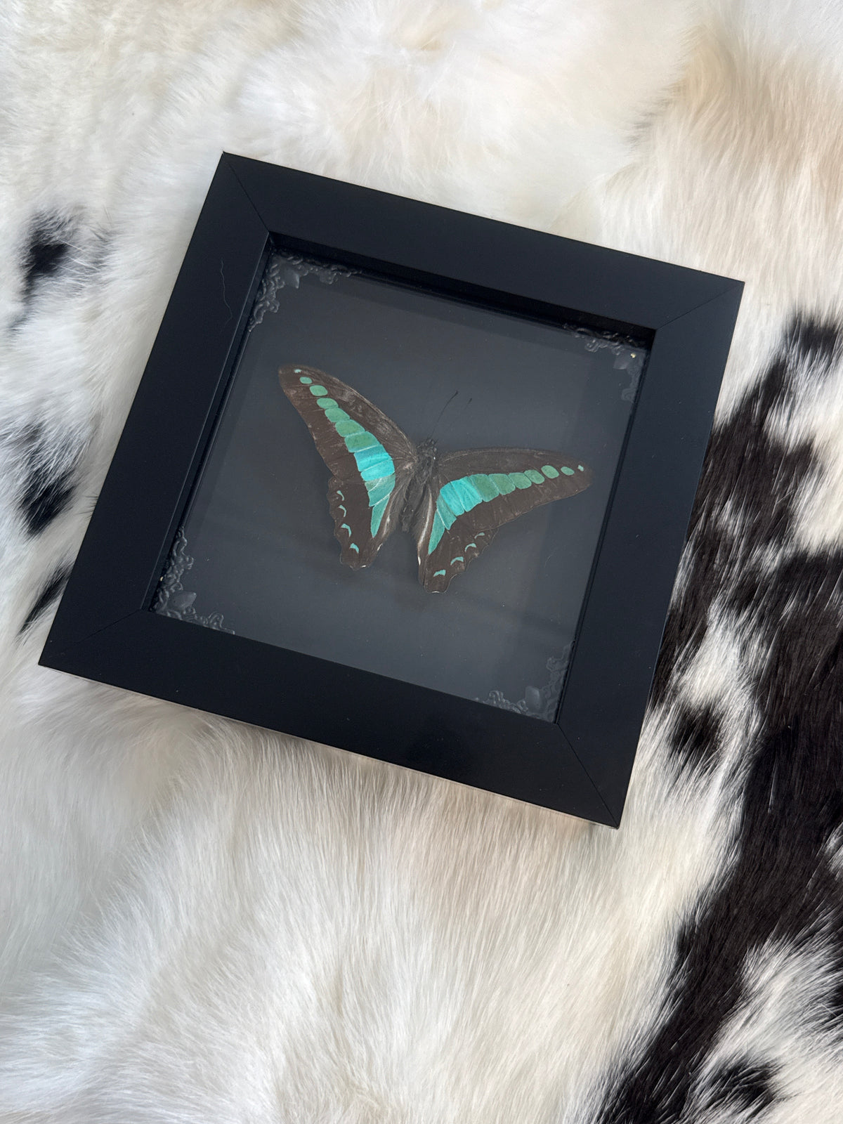 Common Blue Bottle Butterfly in a Frame