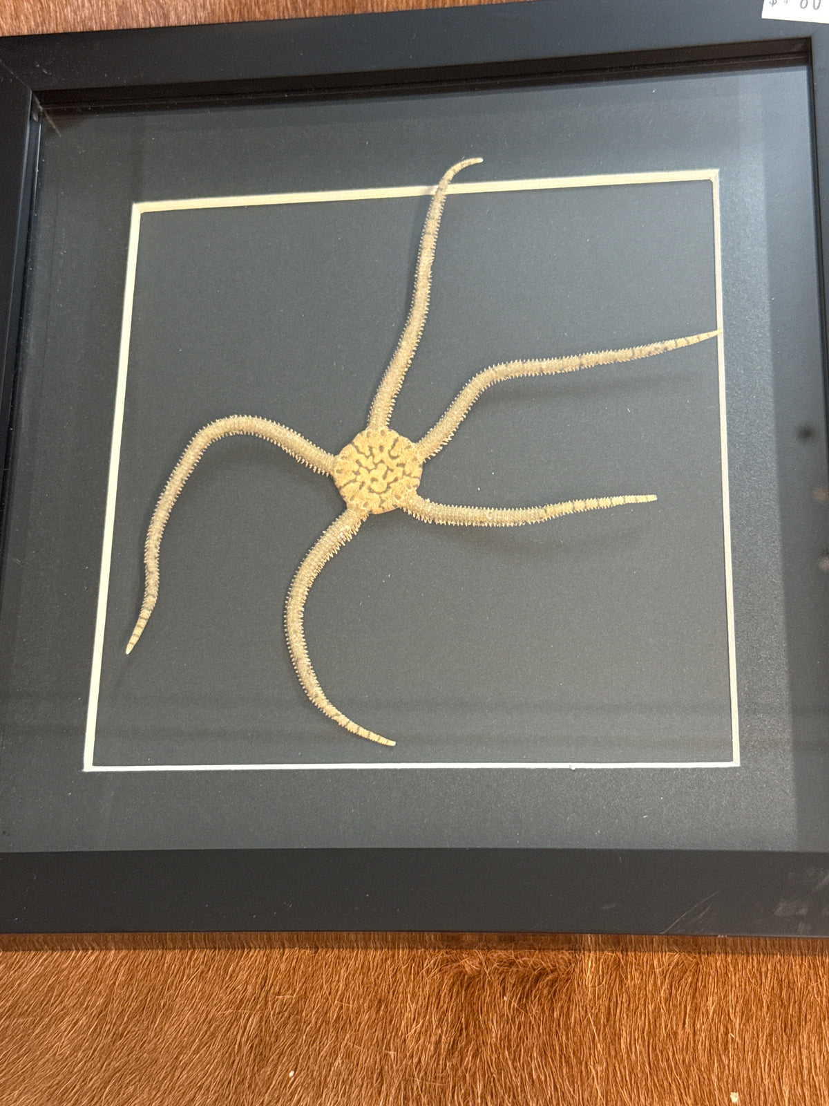 Brittle Starfish in a Frame