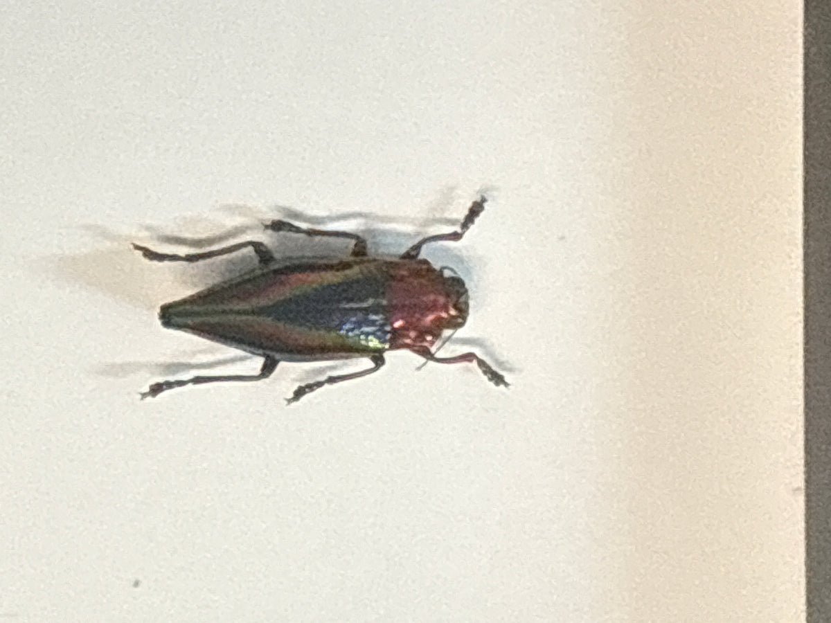 Cyphogastra Javanica Jewel Beetle in a Frame