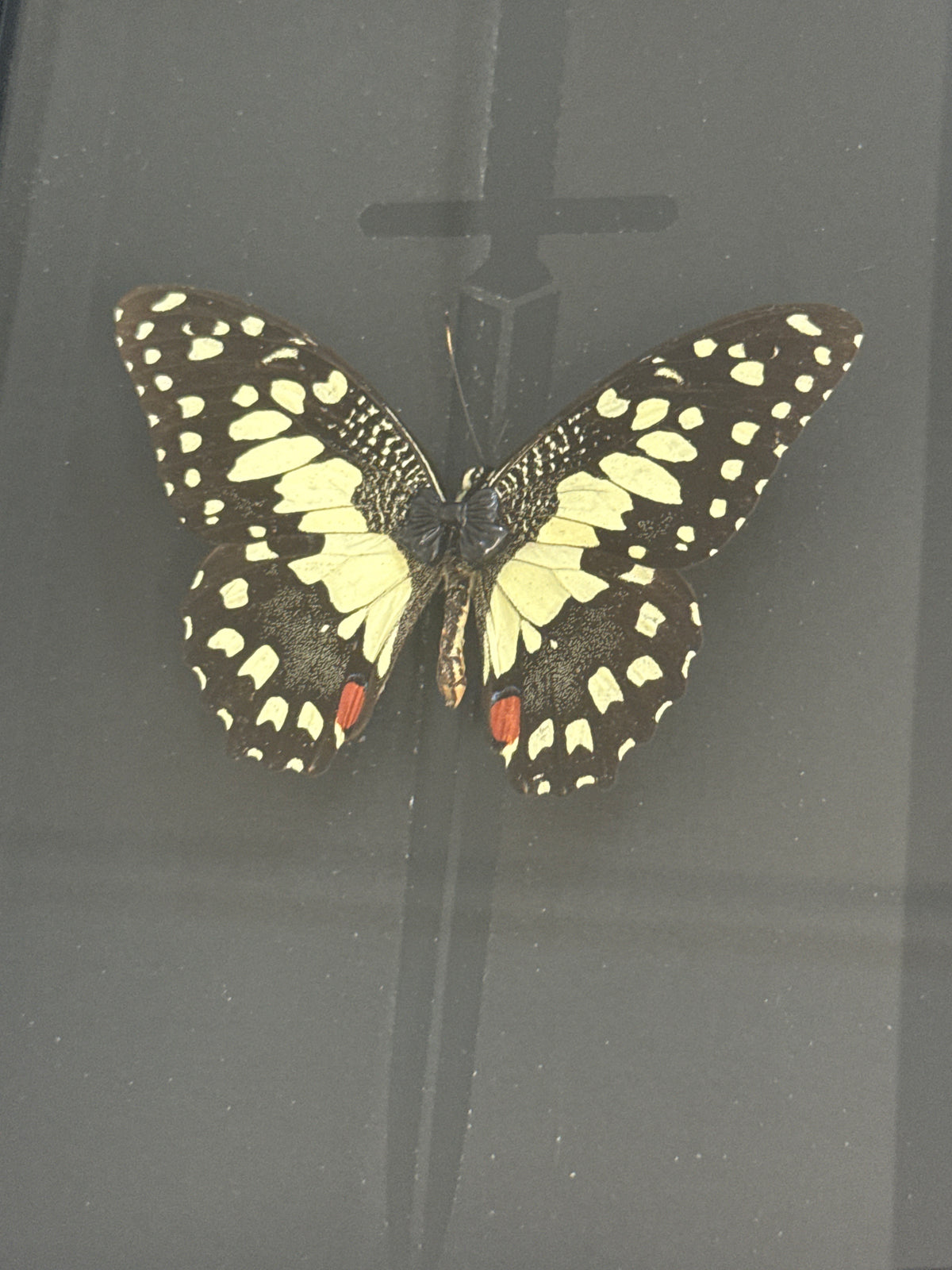 Papilio demoleus libanius Butterfly in a Frame