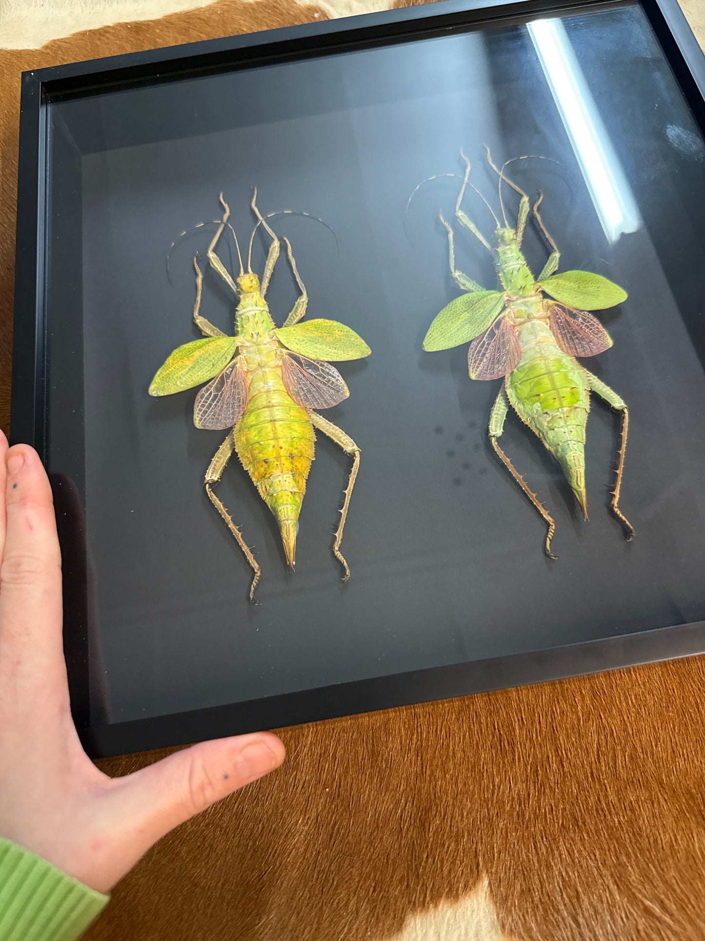 Heteropteryx Dilatata Duo in a frame