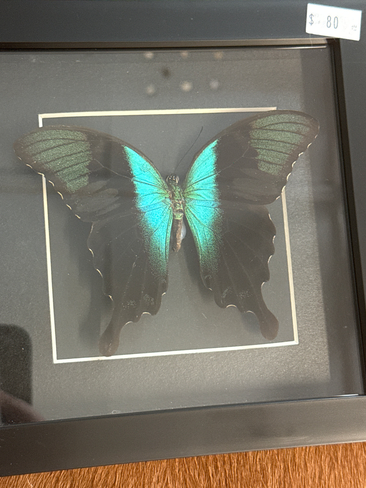 Papilio peranthus Butterfly in a Frame