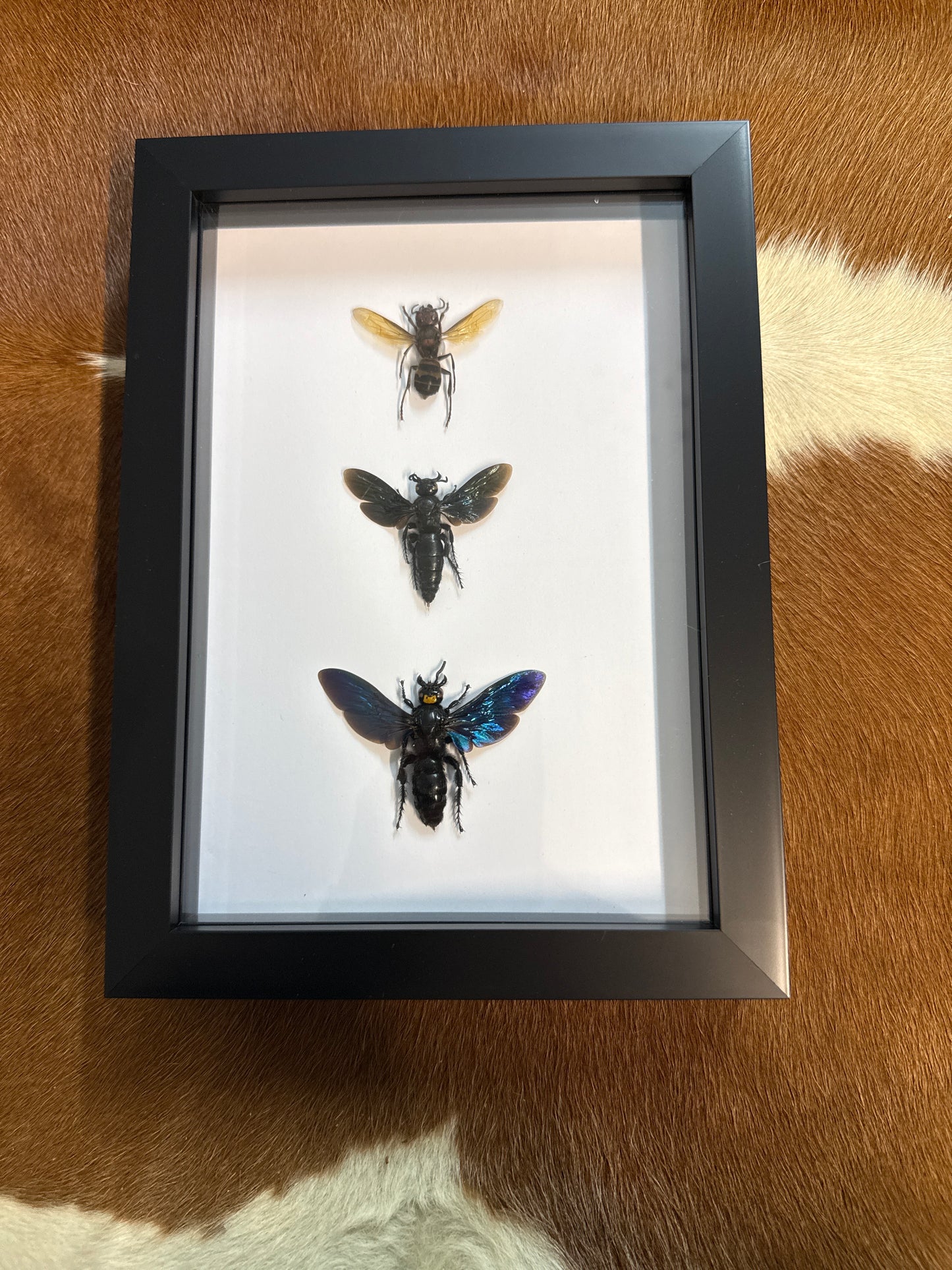 Wasp Trio Frame