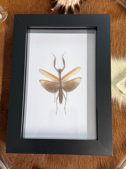 Asian Jumping Mantis - Statilia maculata Frame
