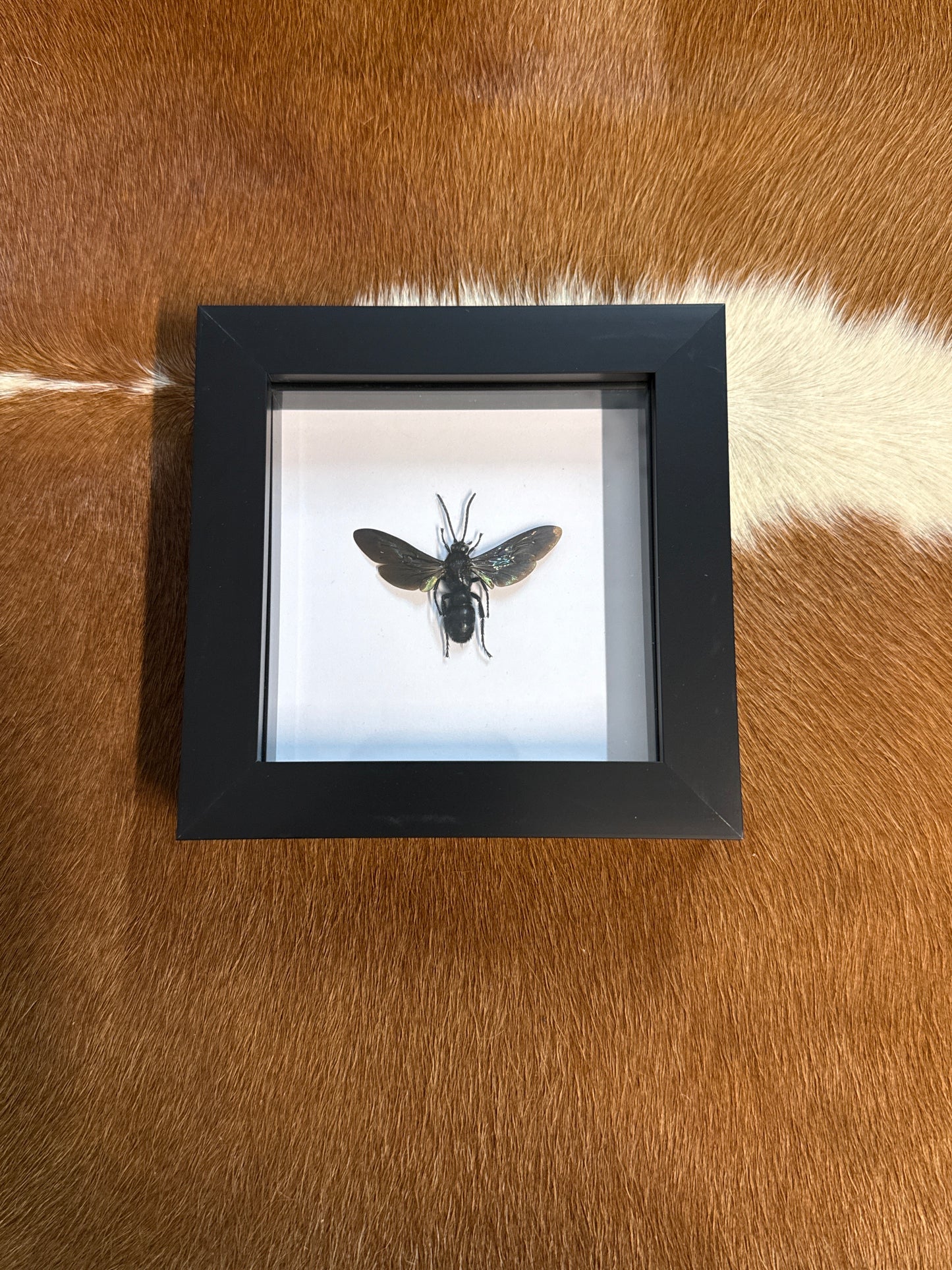 Megasoclia velutina Wasp in a Frame