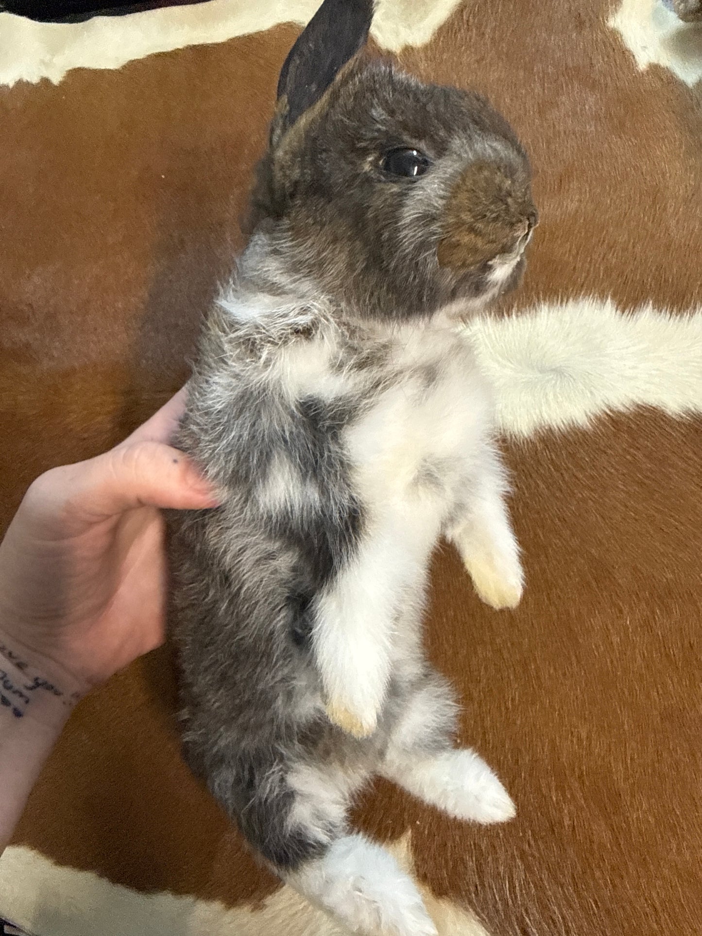 Taxidermy Bunny Mount 'Melanie'