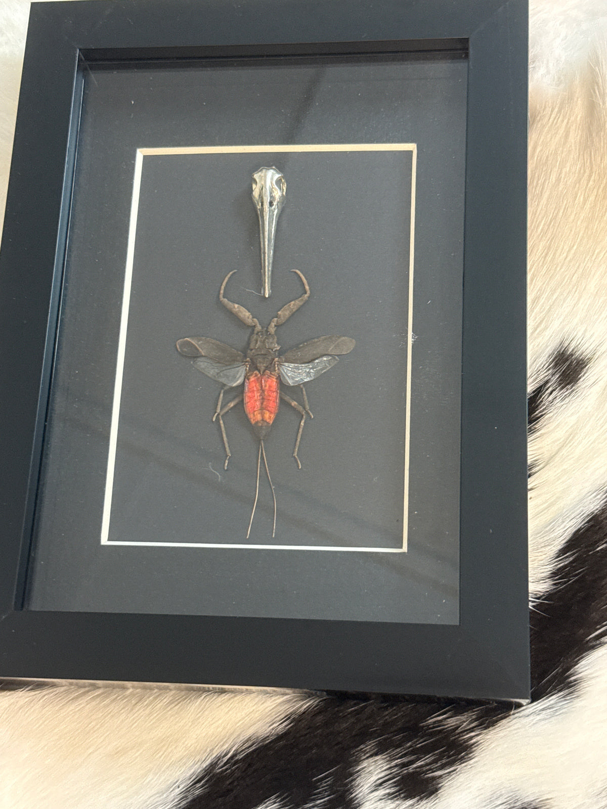 Water Scorpion in a Frame