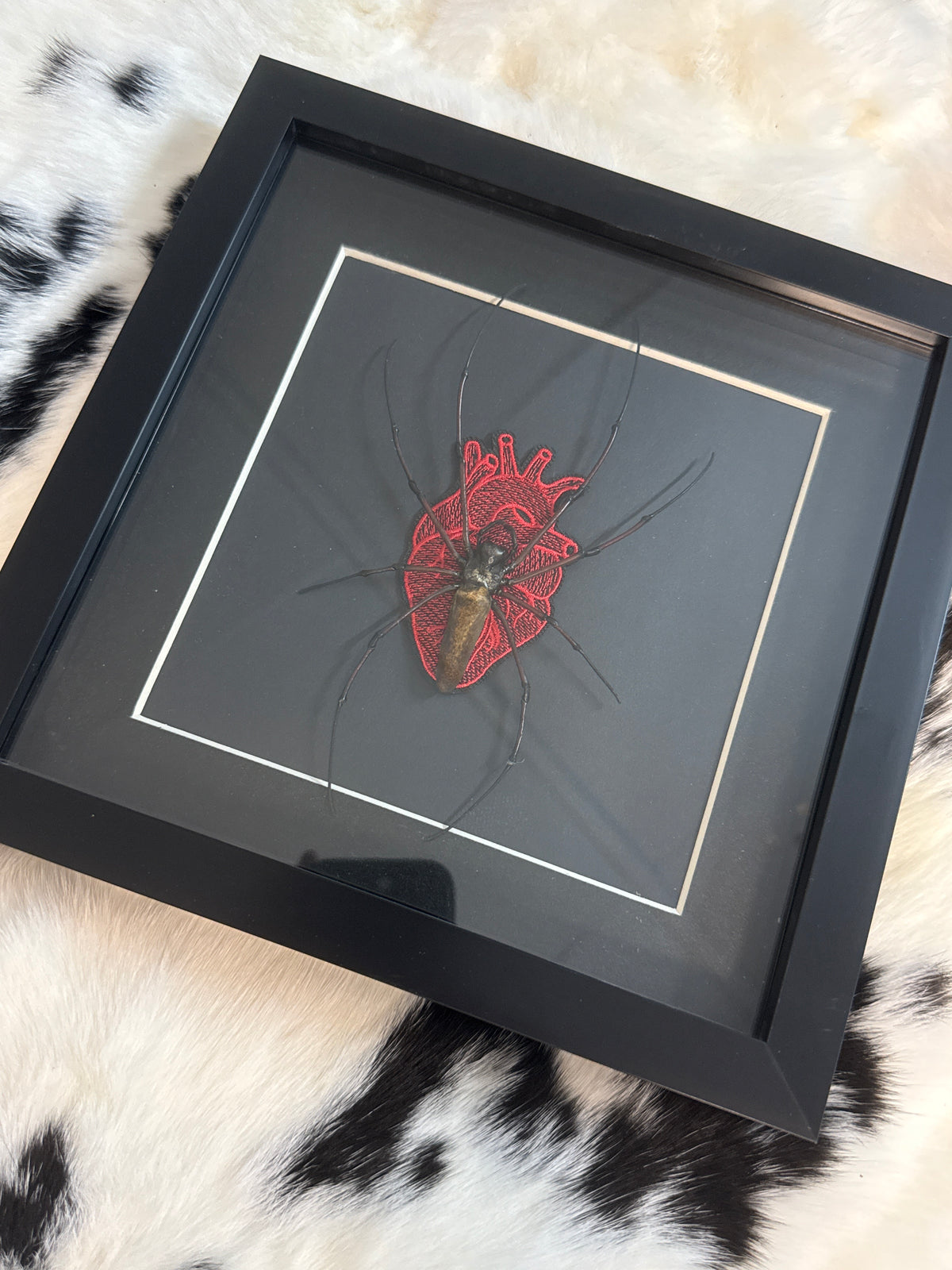 Orb Weaver Spider in a Frame
