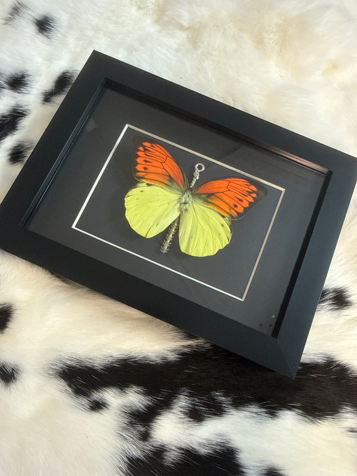 Orange Tip Butterfly in a Frame